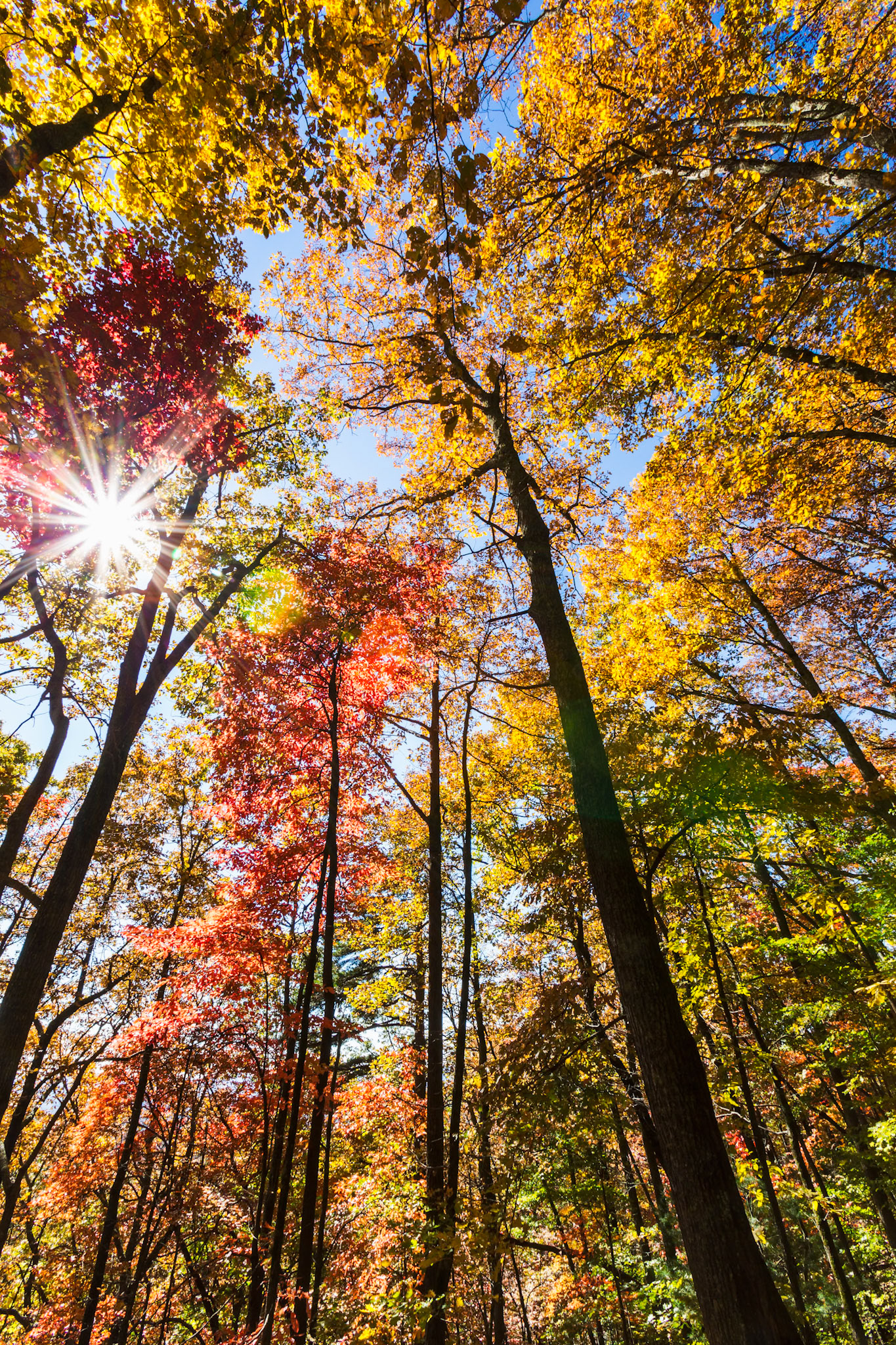 Sun shining through the colorful fall trees