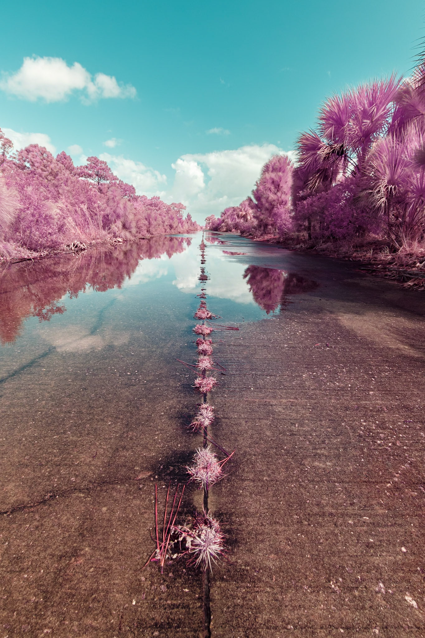 Abandoned road in Florida, infrared