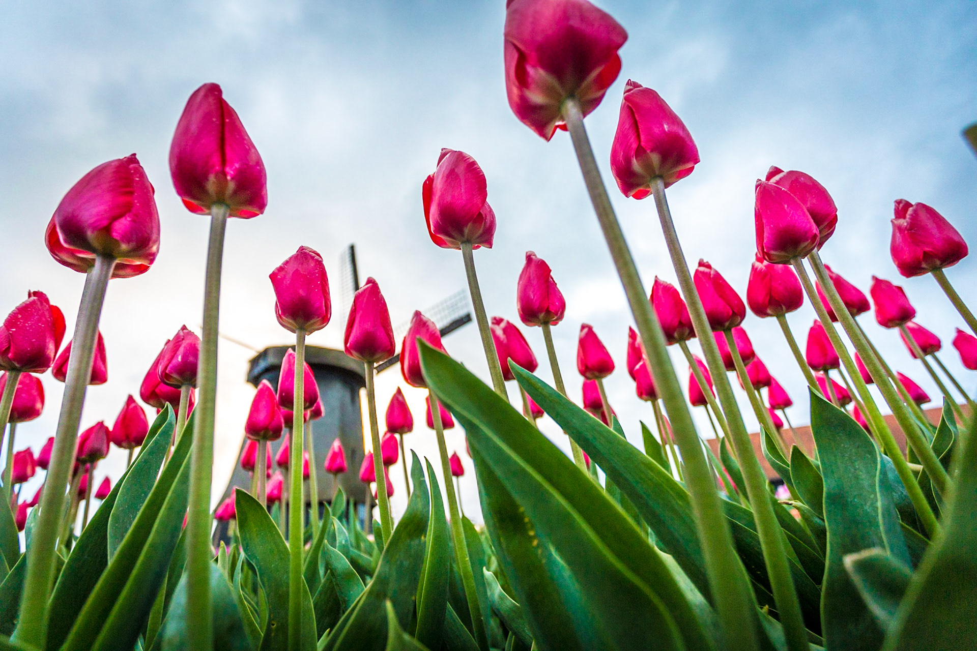 Windmills and tulip fields full of flowers in Netherland