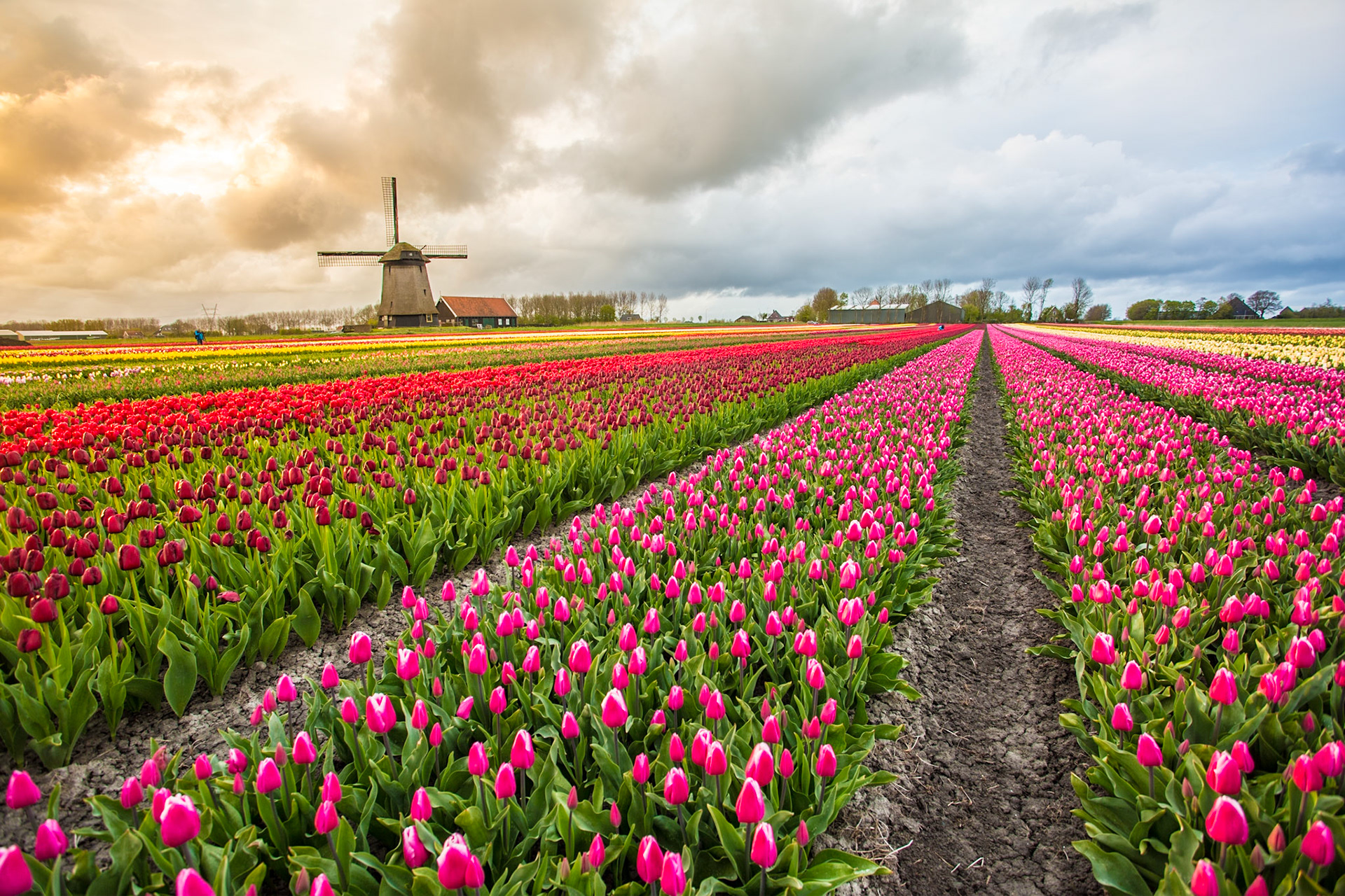 Windmills and tulip fields full of flowers in Netherland