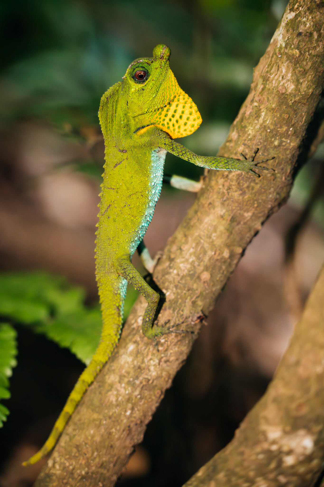 Sri Lanka forest lizard climbs a tree branch in its natural habitat.