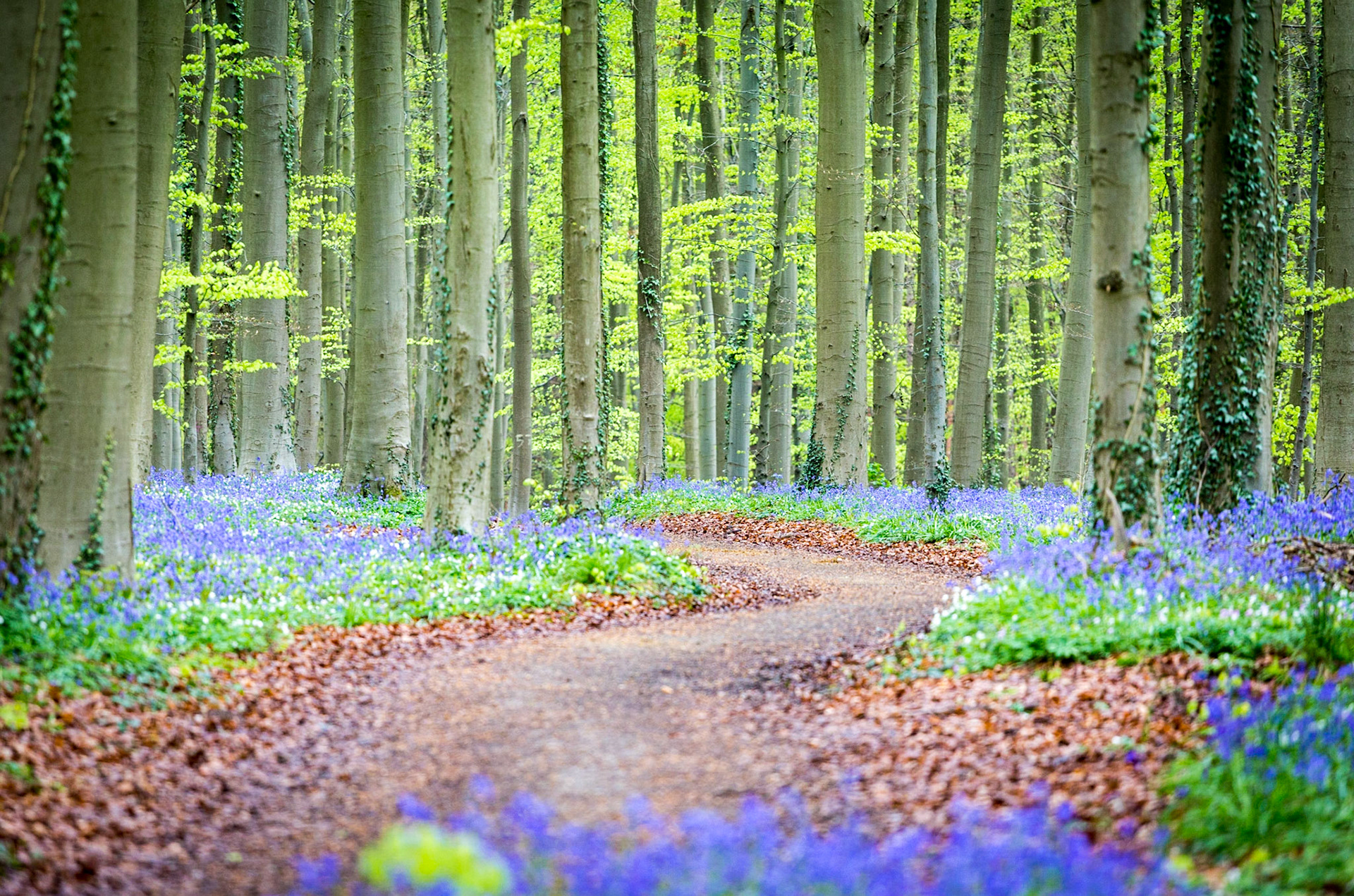 Hallerbos, beech forest in Belgium full of blue bells flowers.