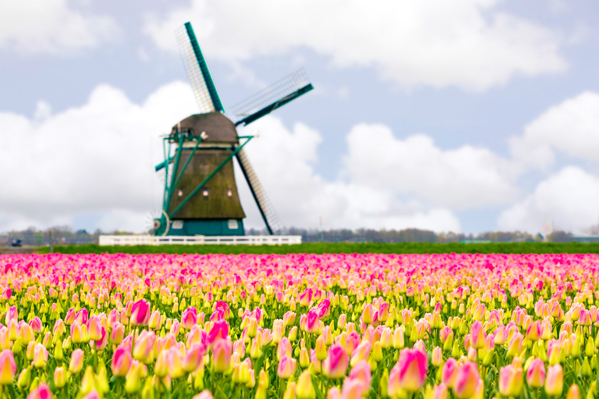 Windmills and tulip fields full of flowers in Netherland