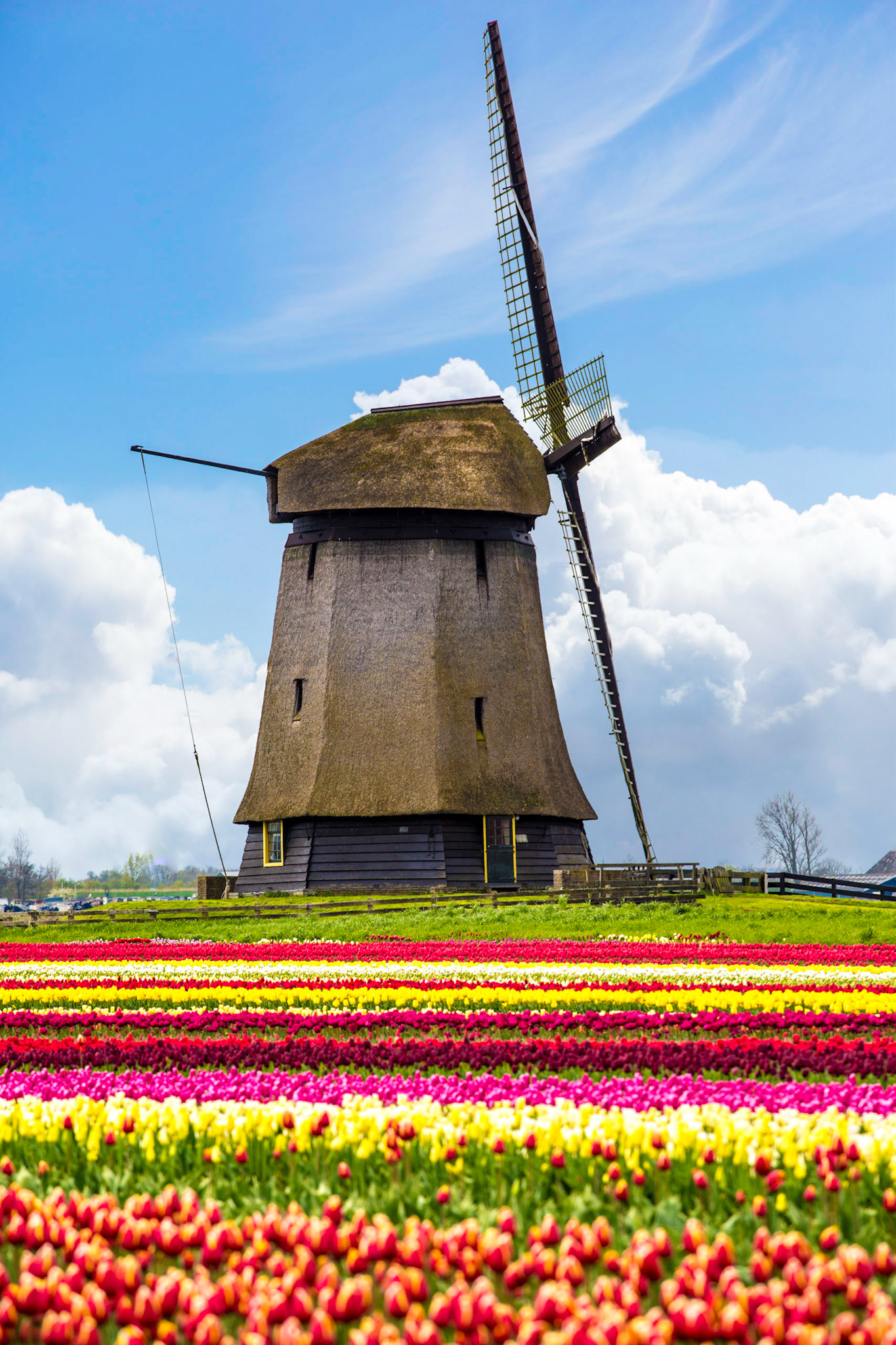 Windmills and tulip fields full of flowers in Netherland