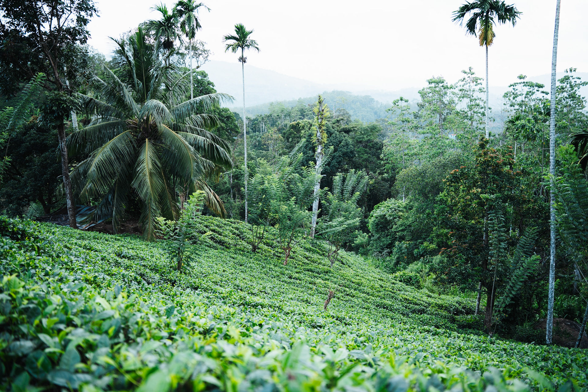 Lush tea plantation thrives amidst palm trees in Sri Lanka.