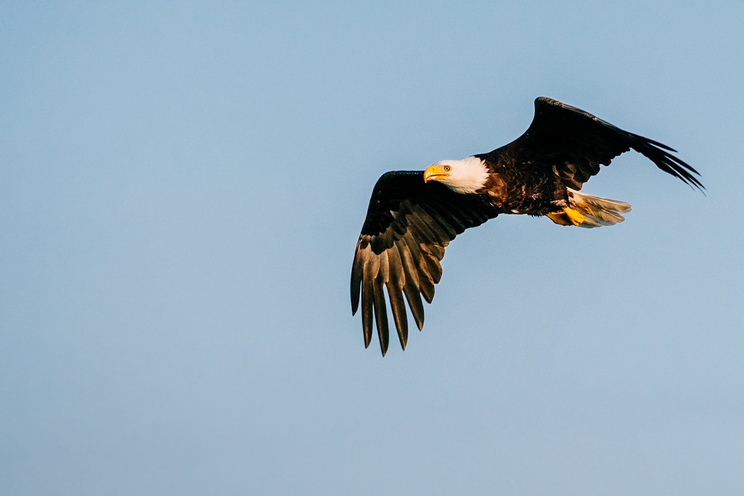 600mm - f 9 - 1/2000 - ISO 2000