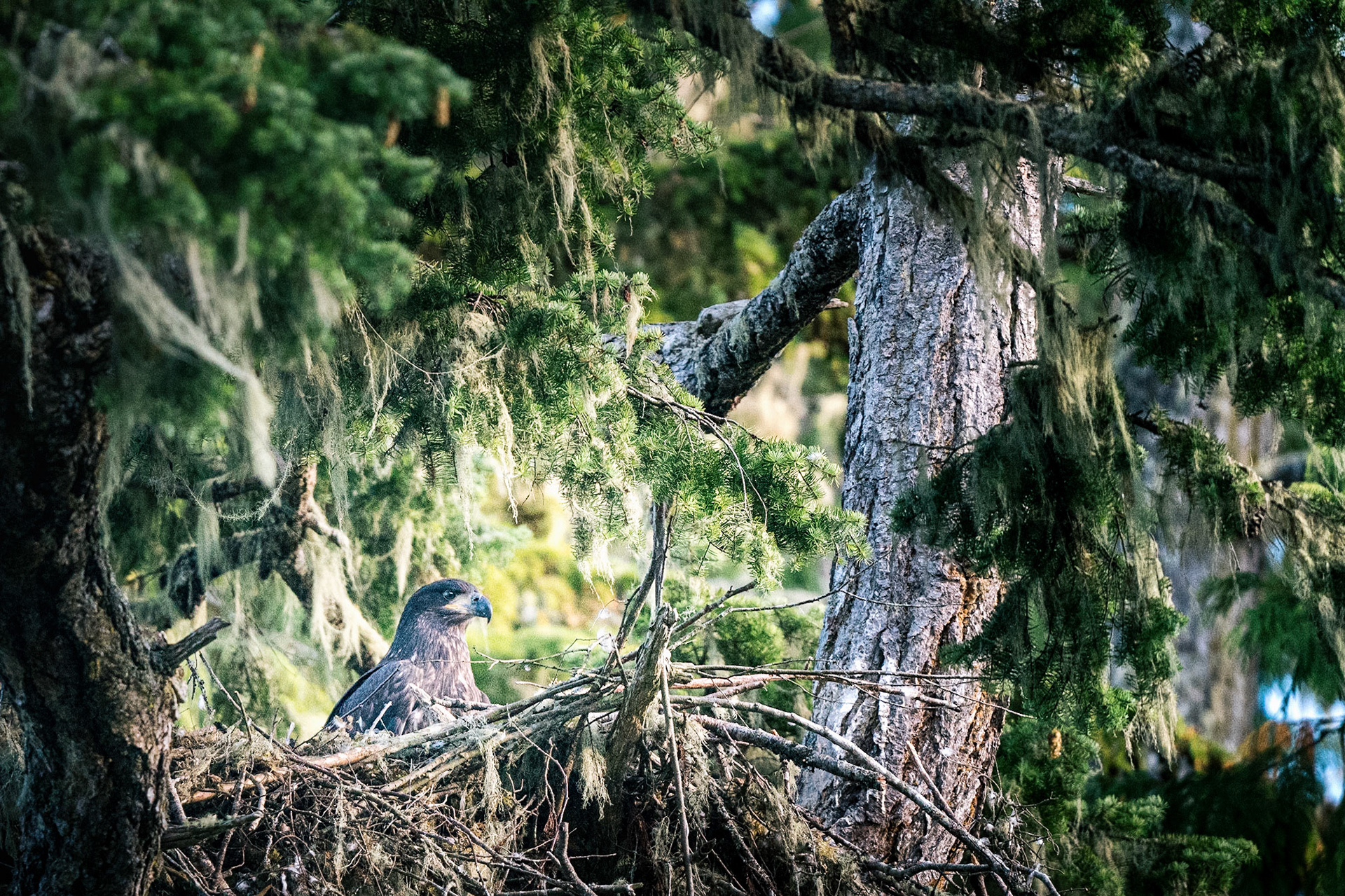 600mm - f 6.3 - 1/2000s - ISO 10000