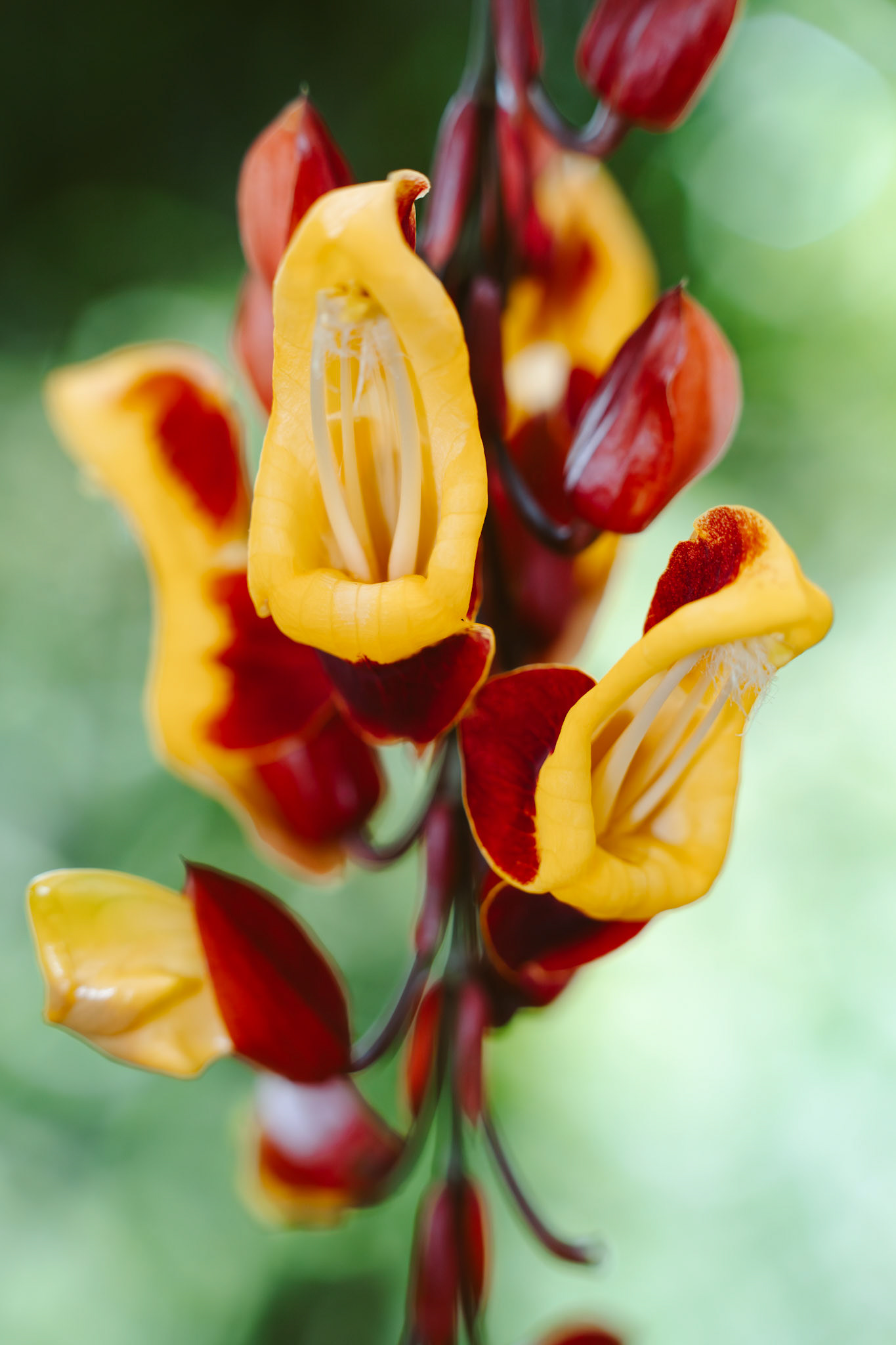 Close up of Thunbergia mysorensis flowers blooming in Sri Lanka.