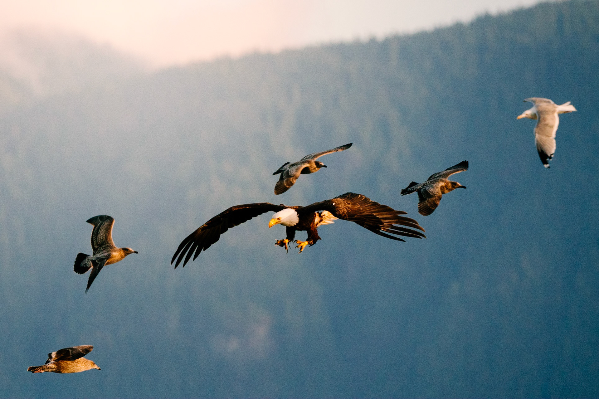 600mm - f 9 - 1/2000 - ISO 4000