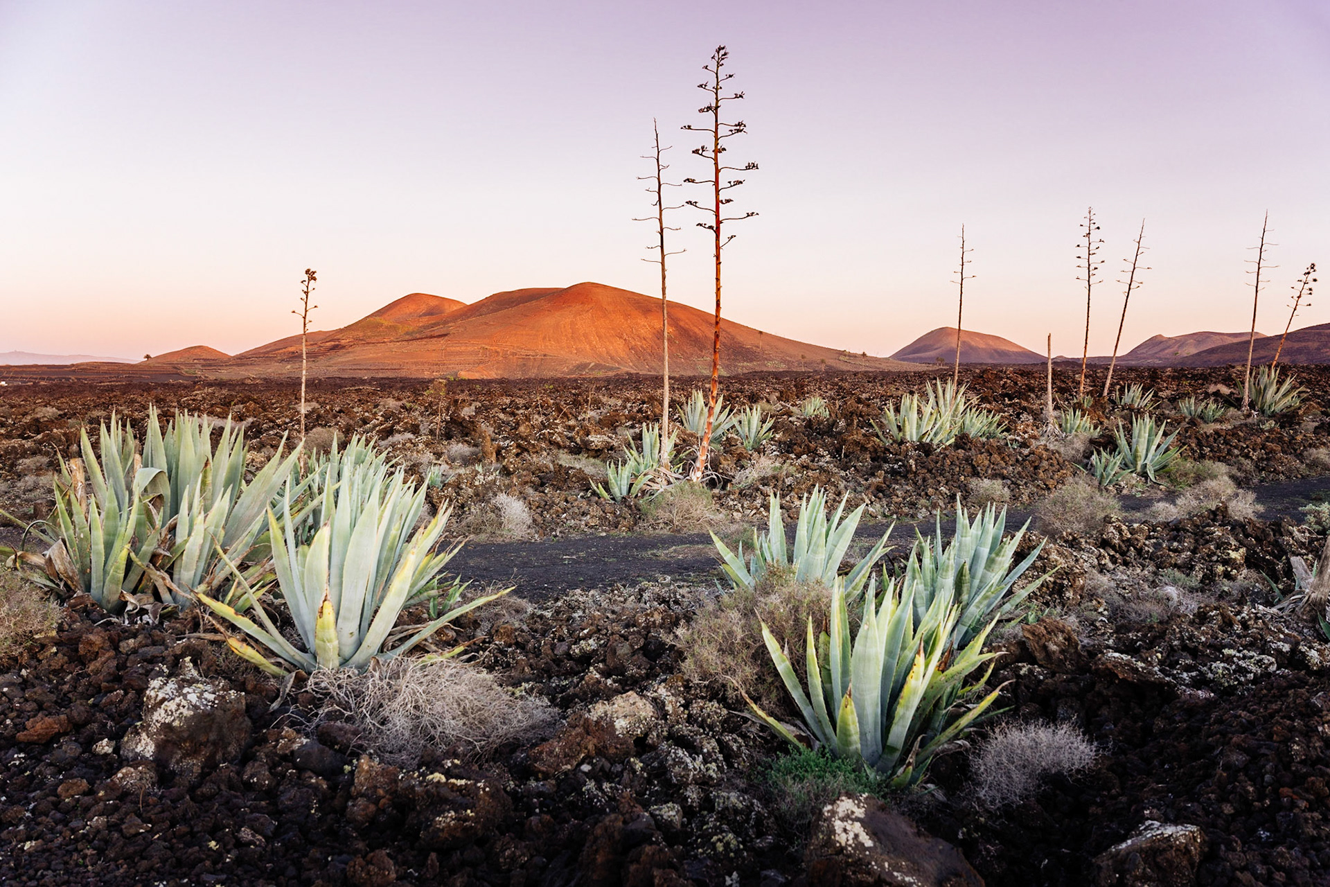Agaves (Agave) in the lava field near Mancha Blanca, Lanzarote, Canary Islands