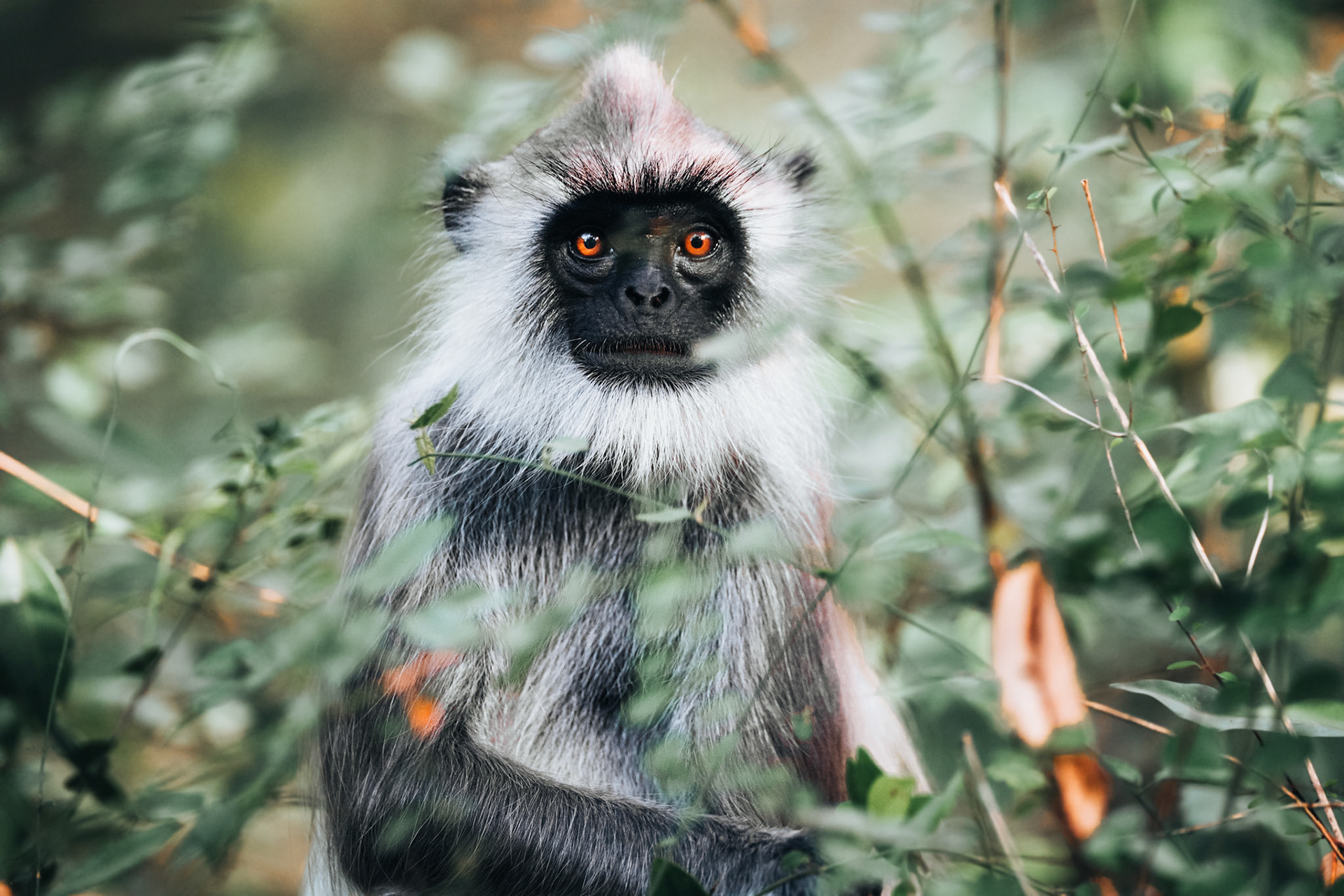 Langur Grigio