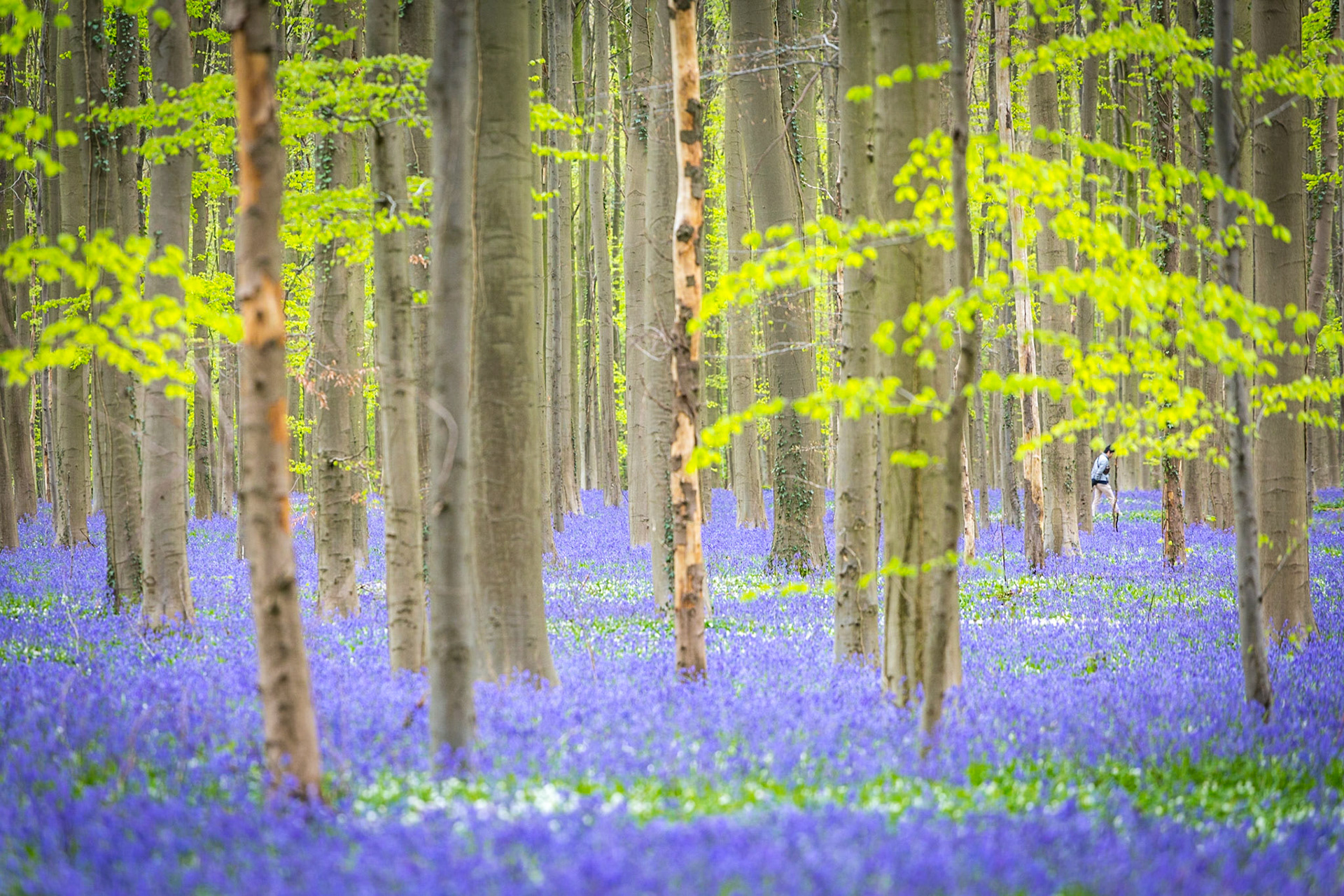 Hallerbos, beech forest in Belgium full of blue bells flowers.