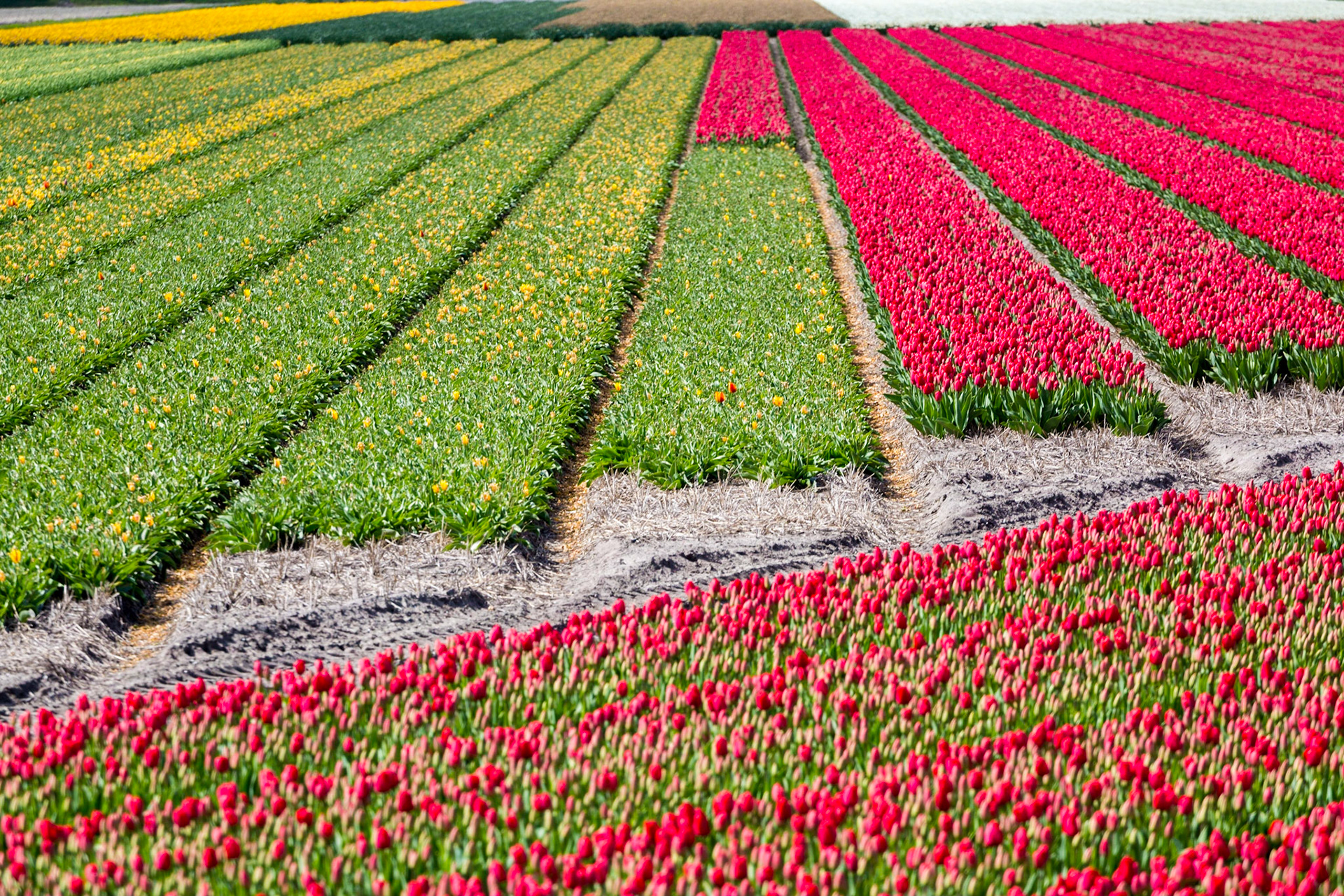 Tulips in Lisse, Netherlands, Europe.
