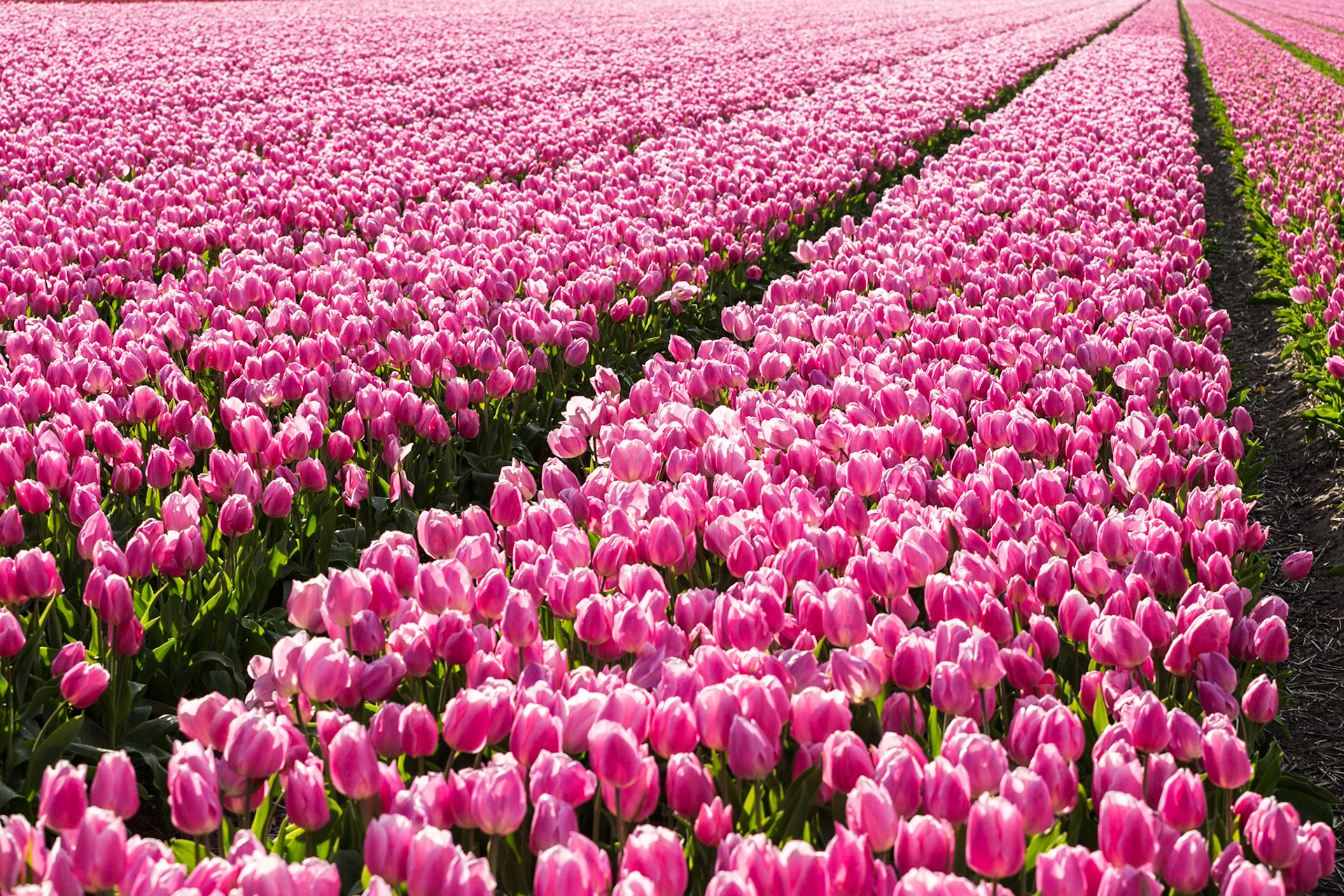Tulips in Lisse, Netherlands, Europe.