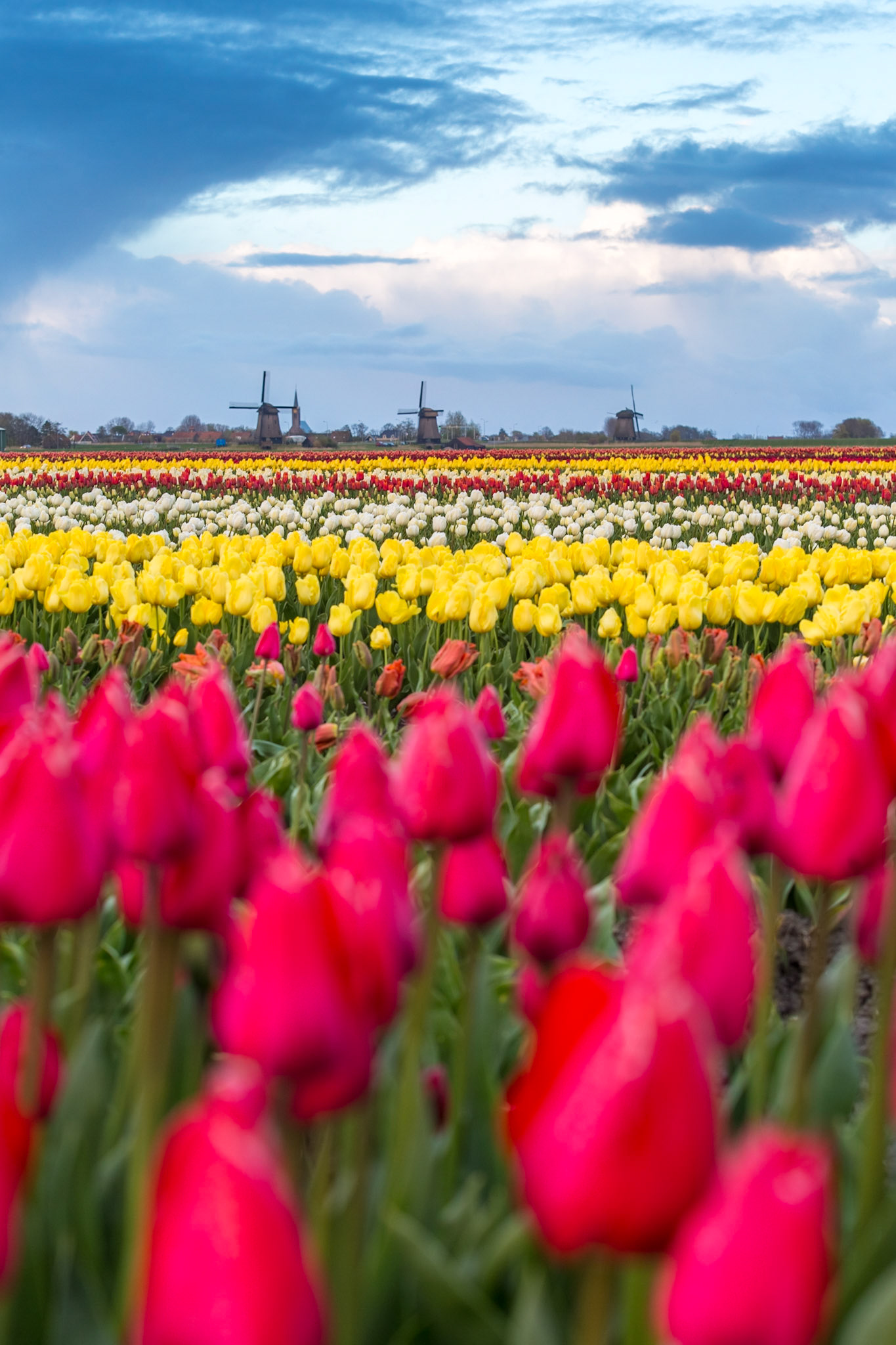 Windmills and tulip fields full of flowers in Netherland