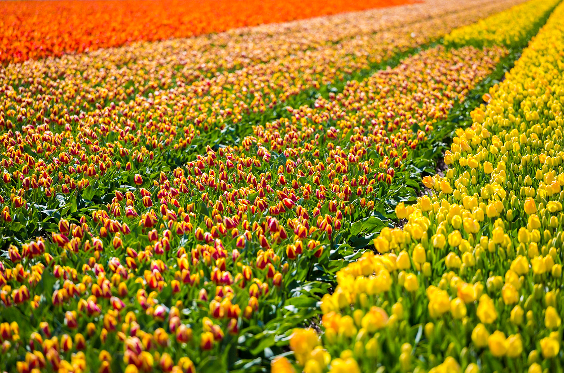 Tulips in Lisse, Netherlands, Europe.