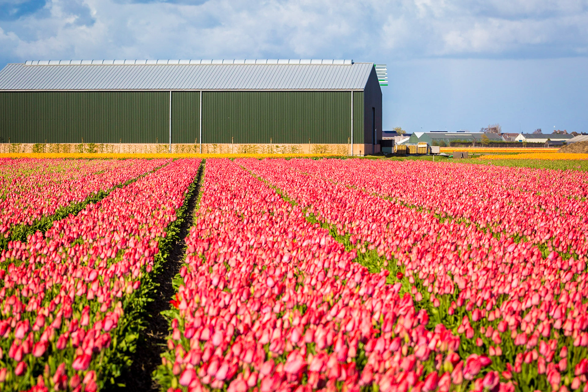 Tulips in Lisse, Netherlands, Europe.