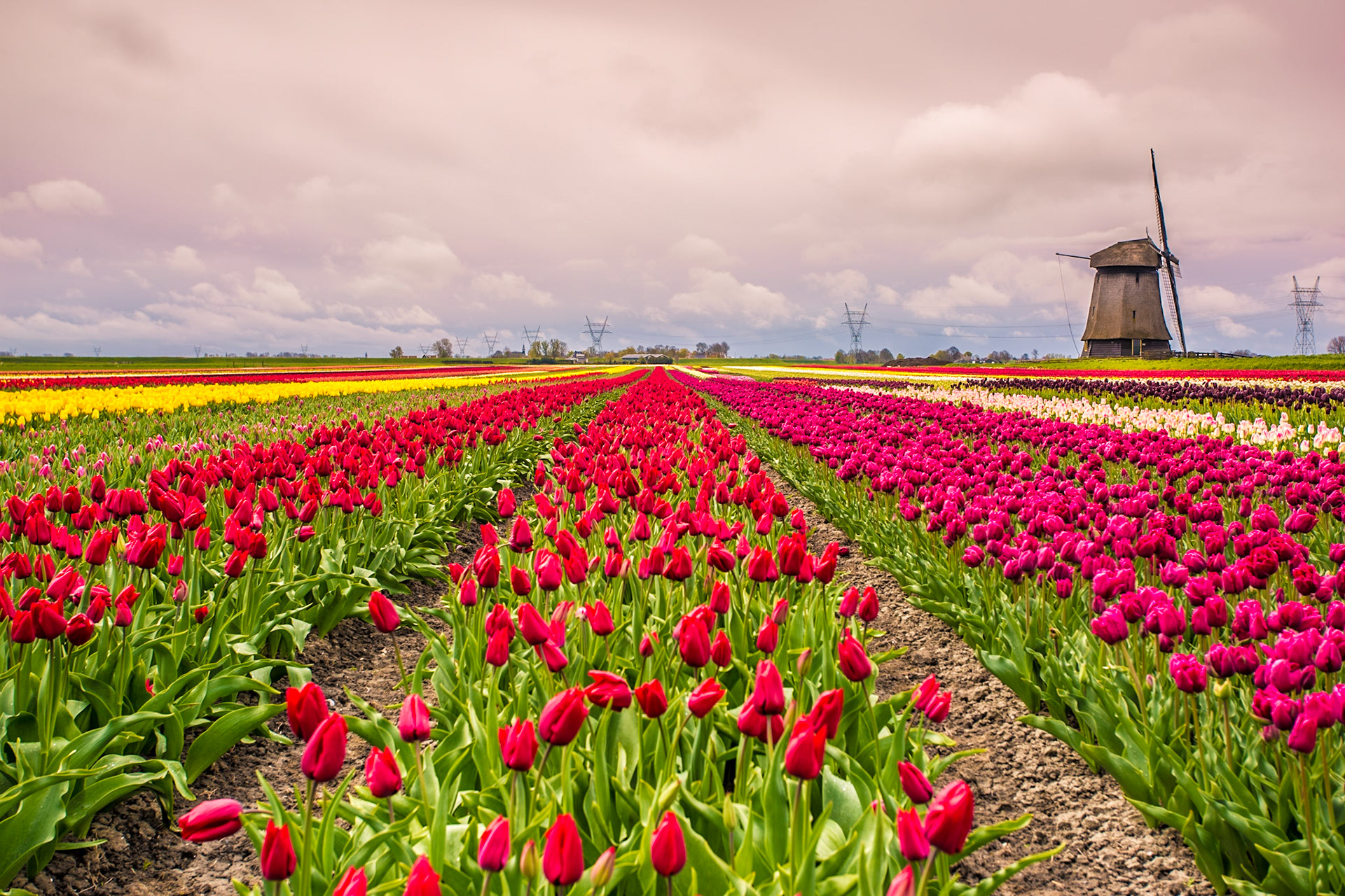 Windmills and tulip fields full of flowers in Netherland