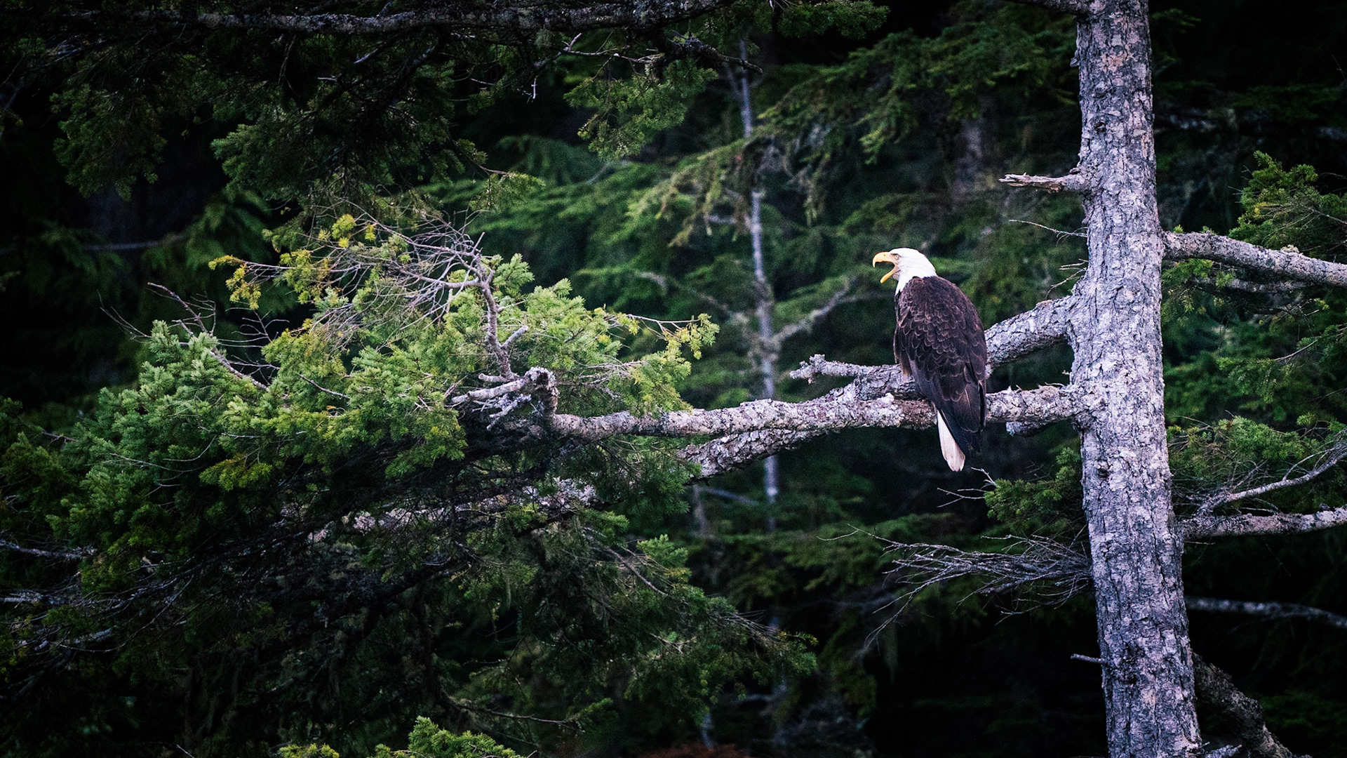 600mm - f 6.3 - 1/1600s - ISO 12800