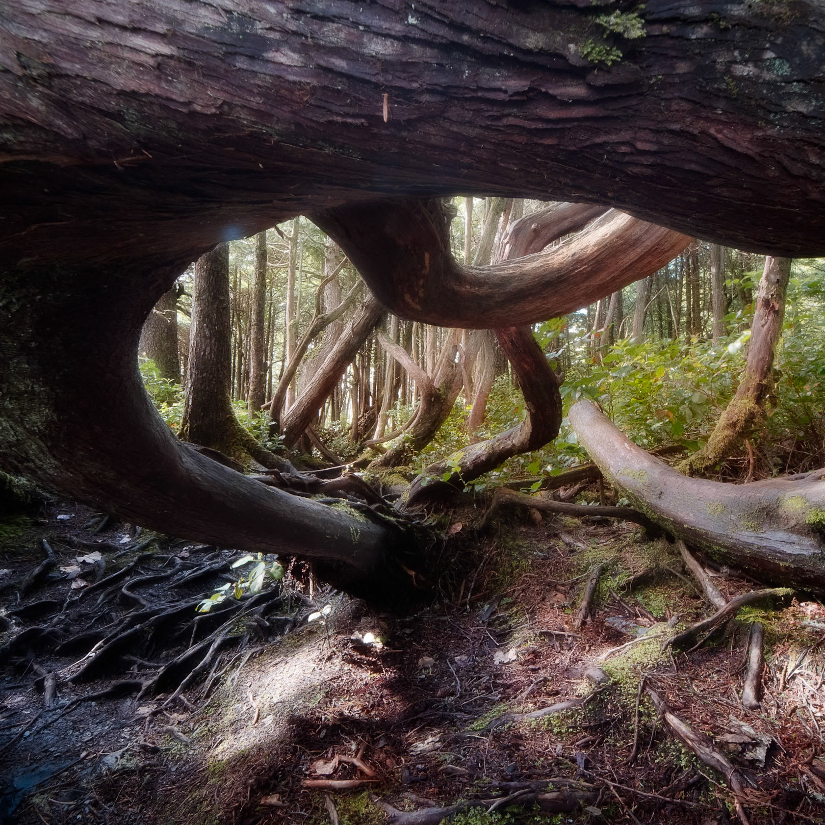 Twisted Trees