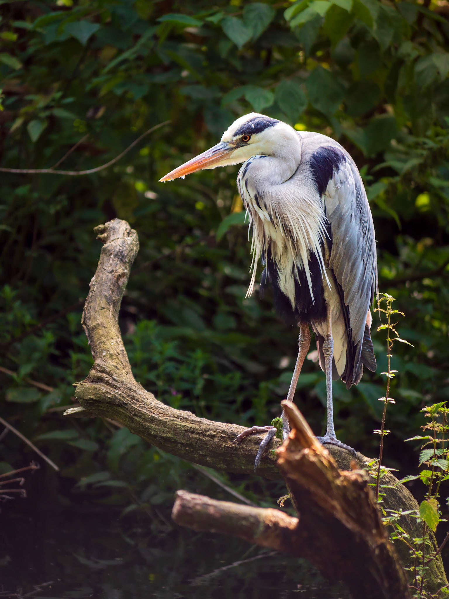 London Crane