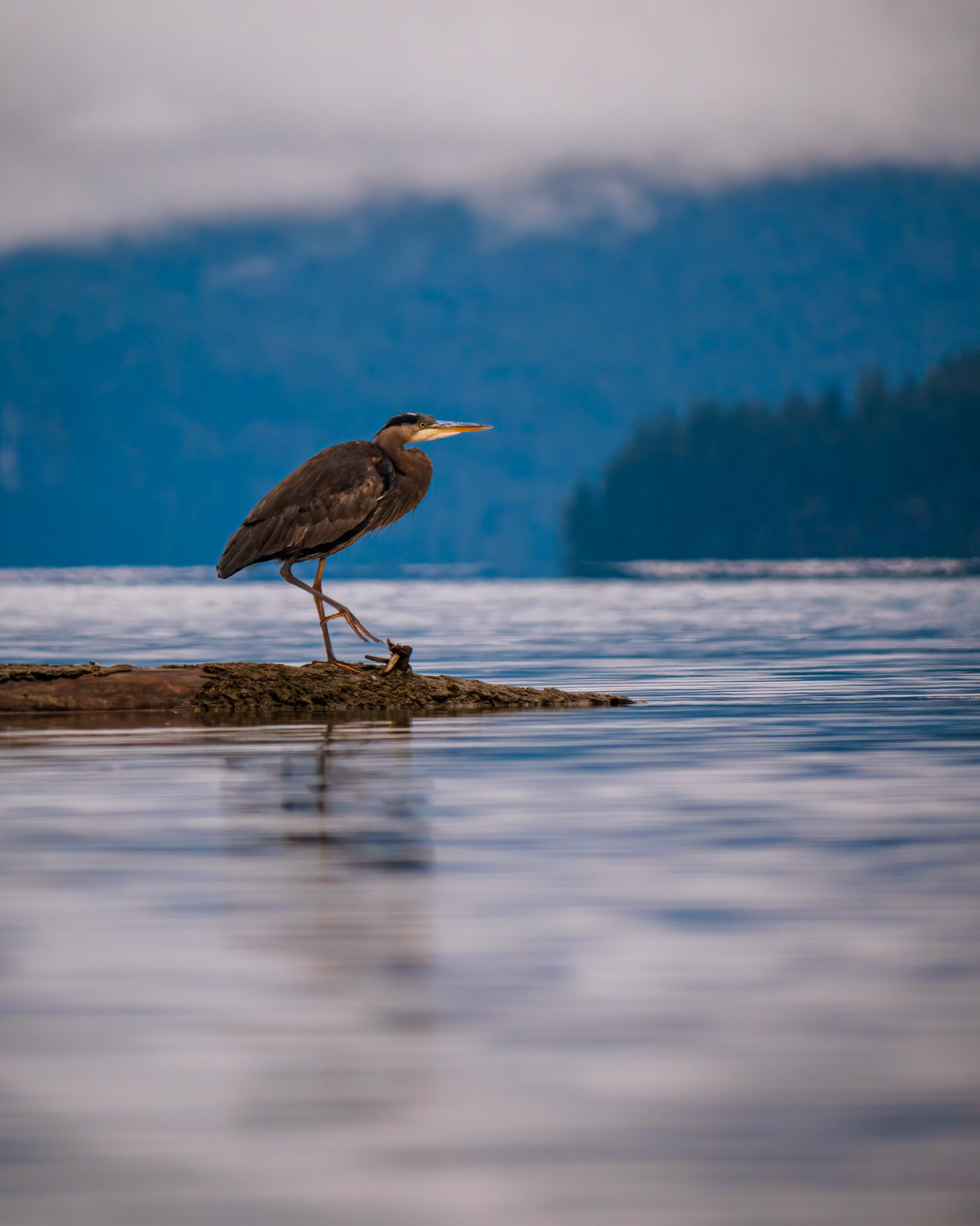 Heron