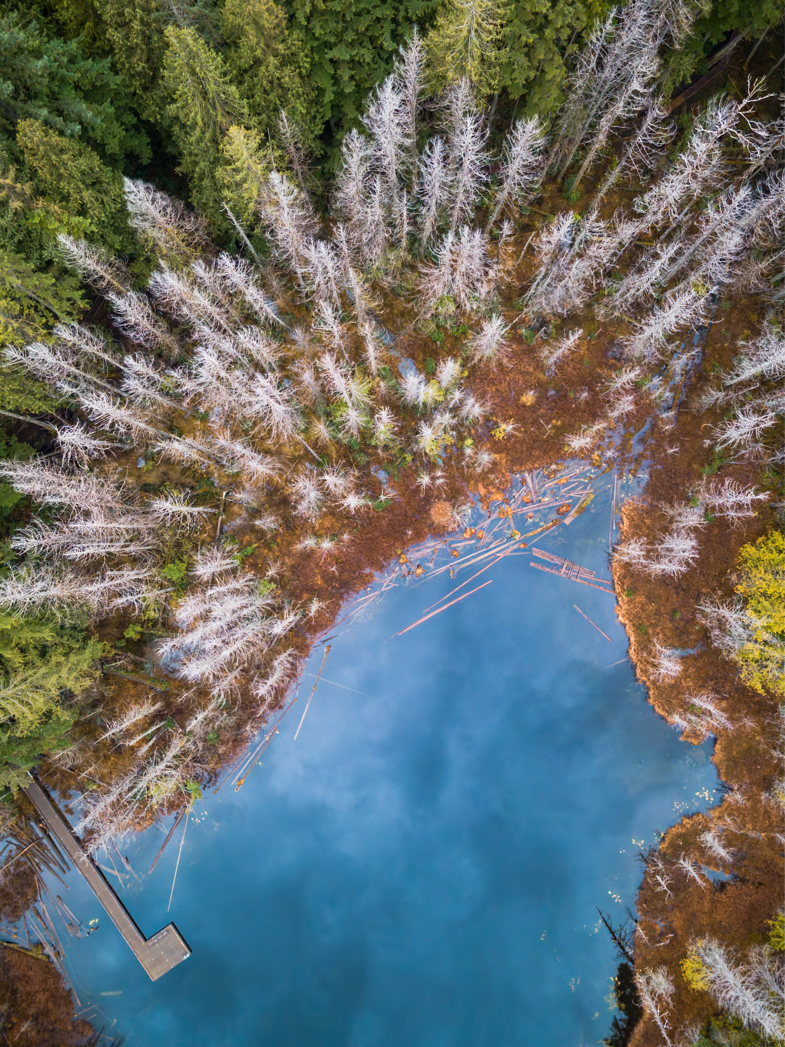 Birds View