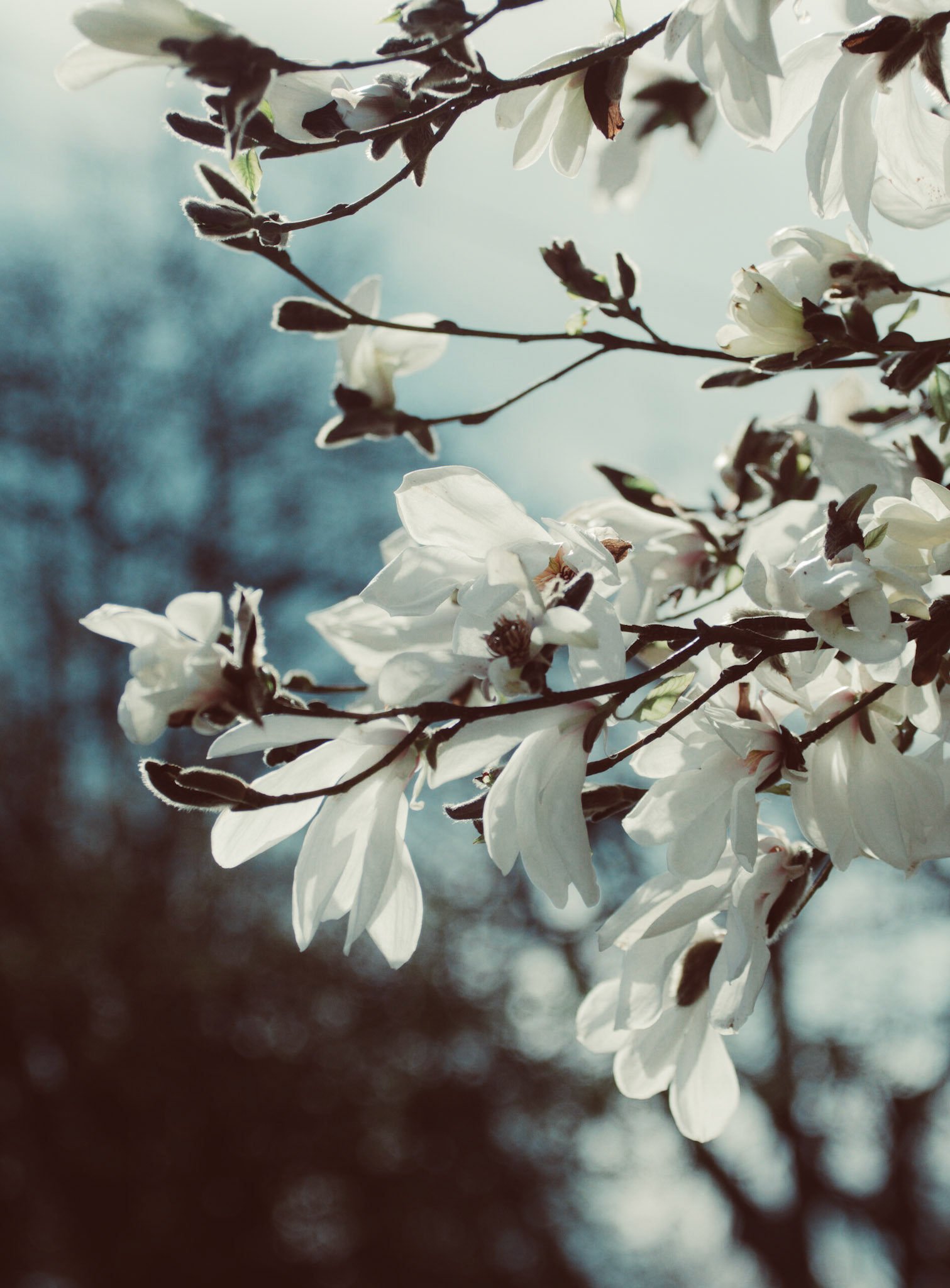 White Blossom