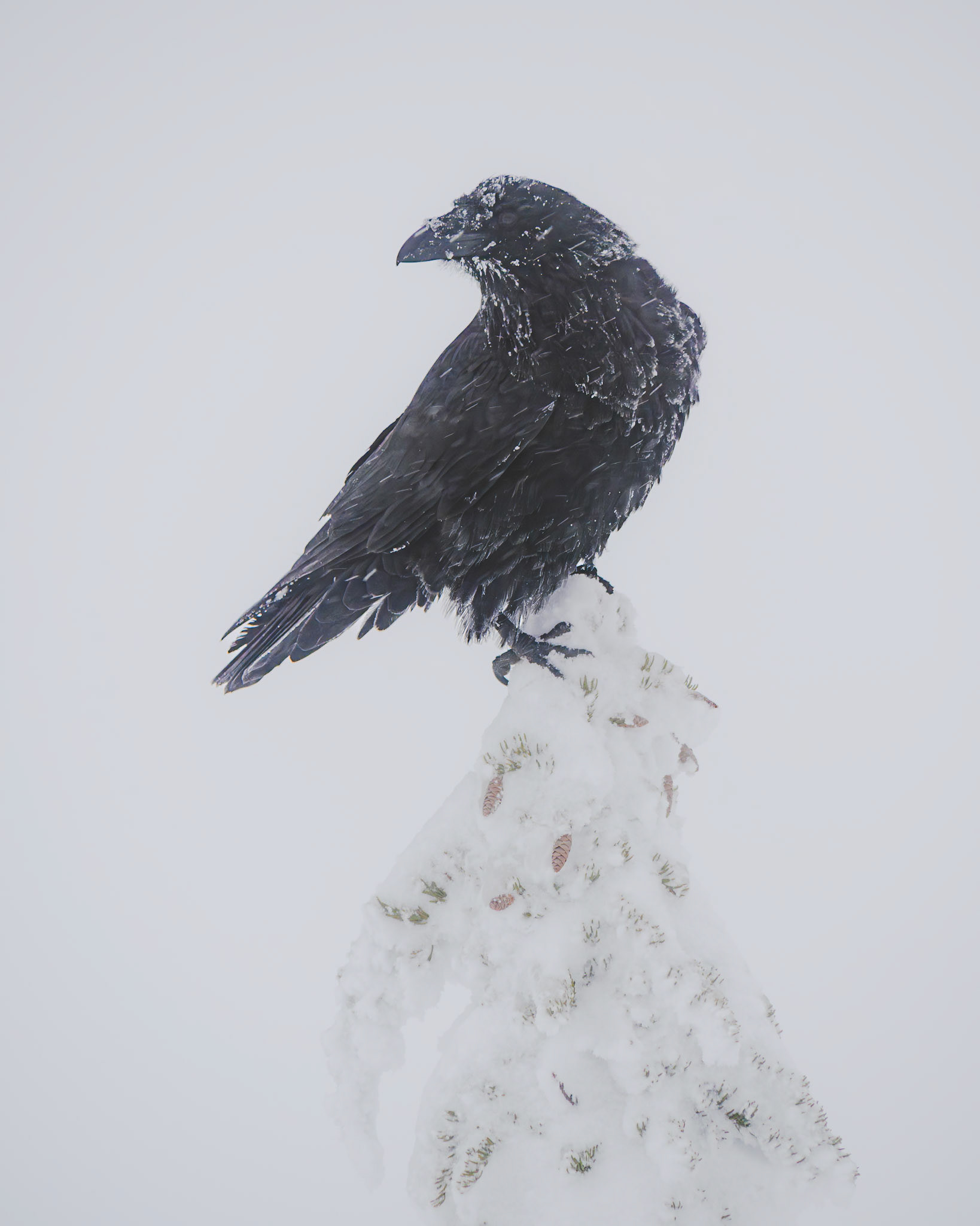 Snowy Raven
