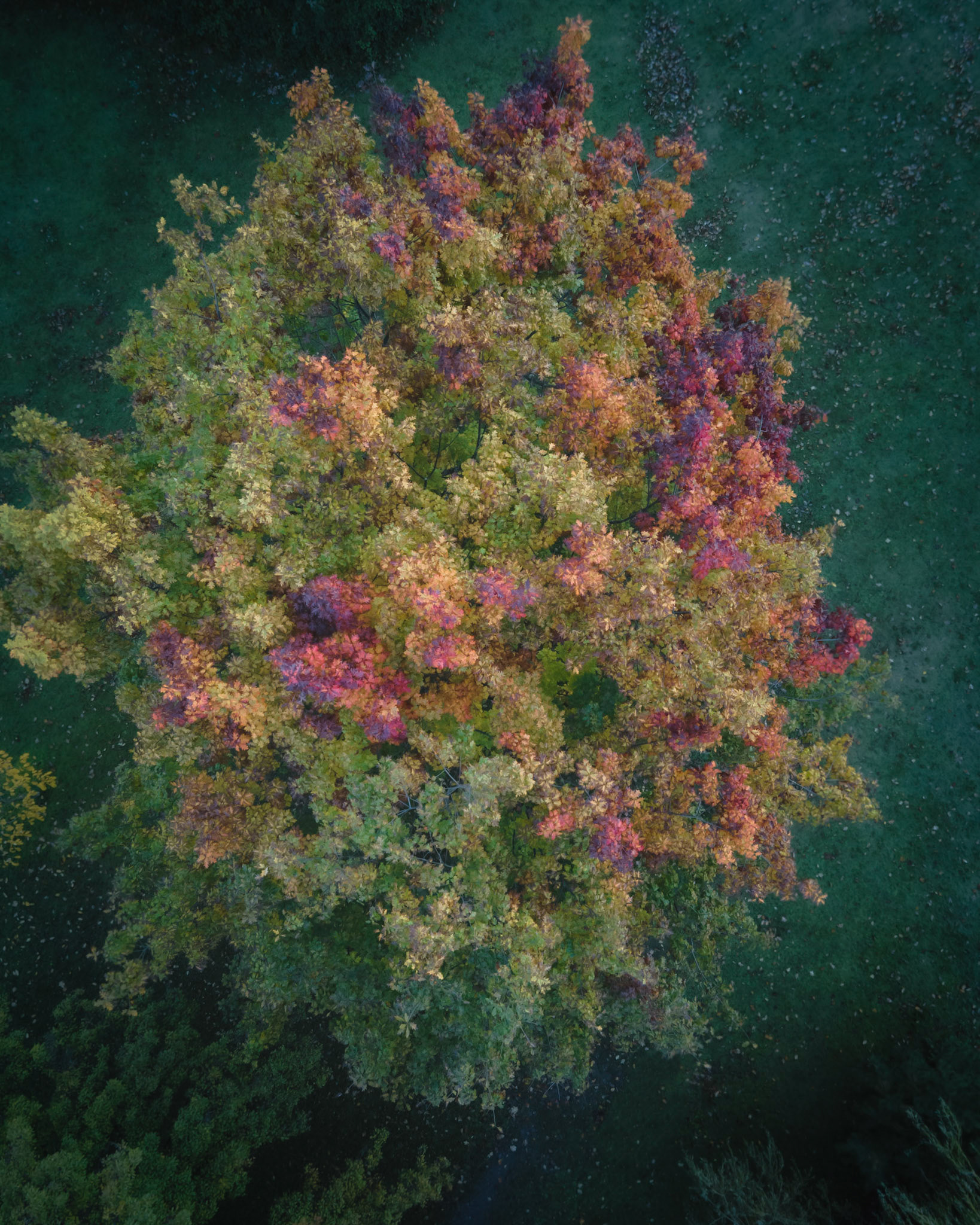 Autumn Tree