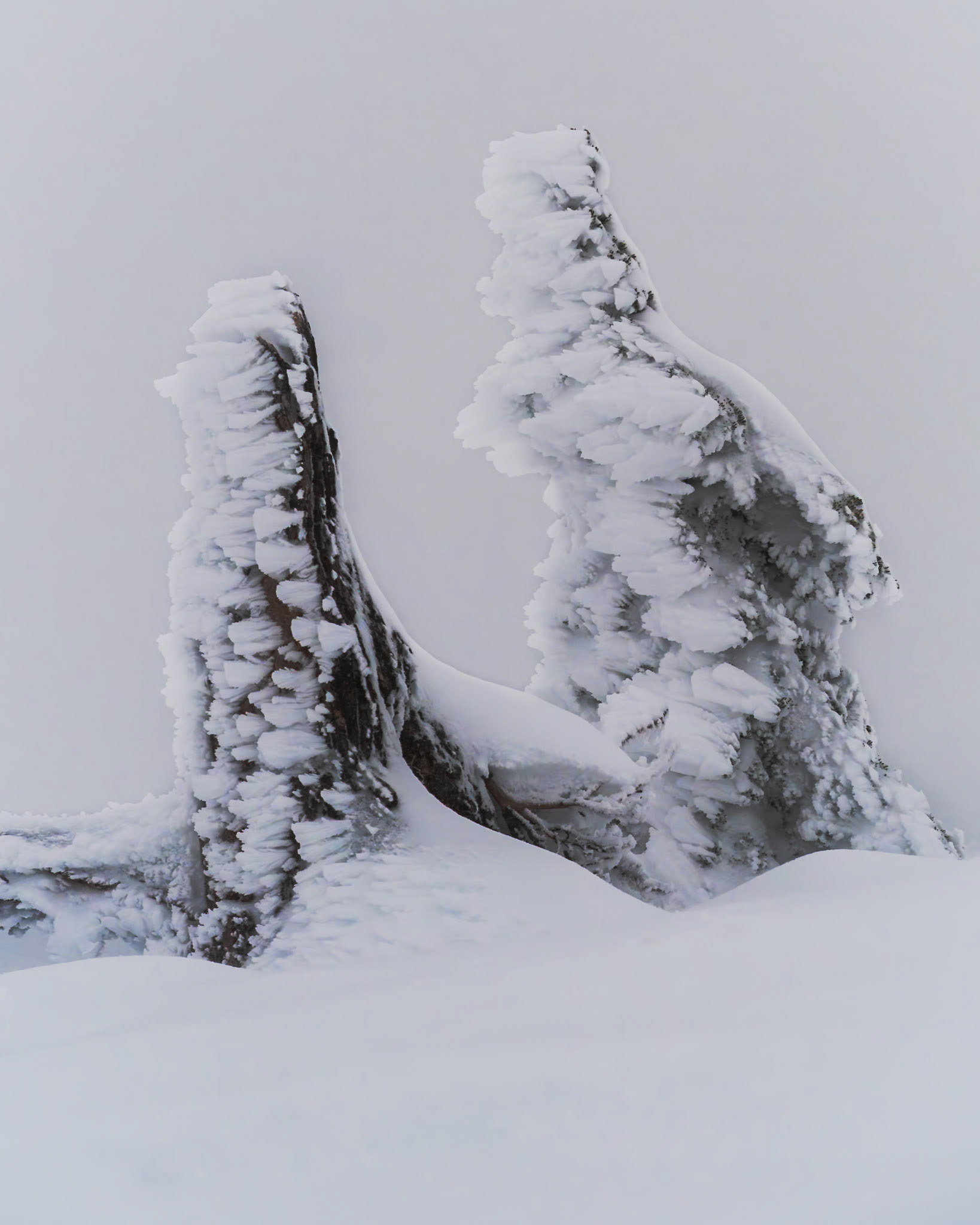 Cold Winds