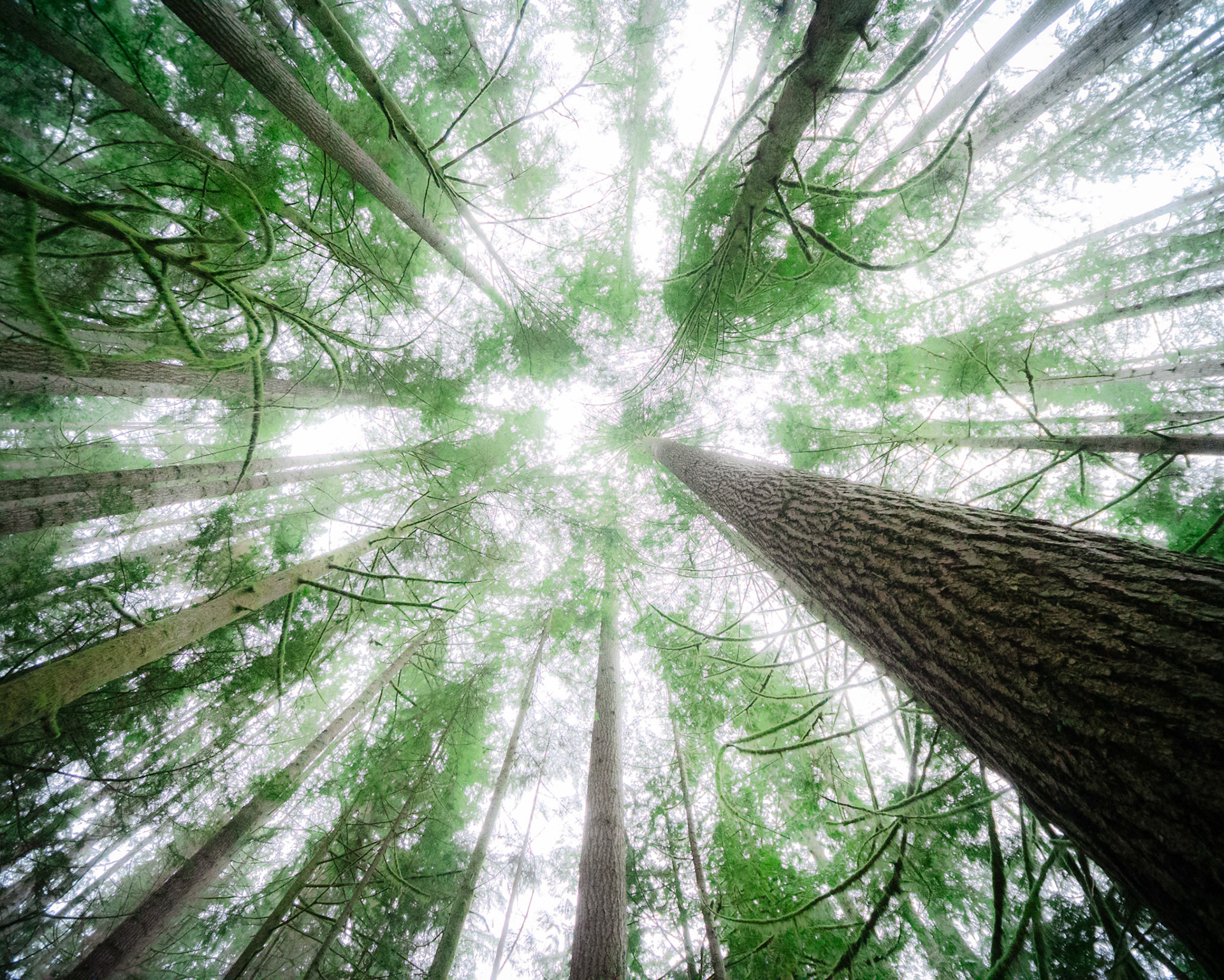 Forest Canopy