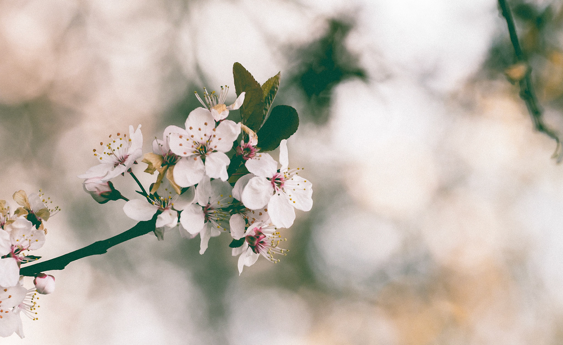 Spring Time
