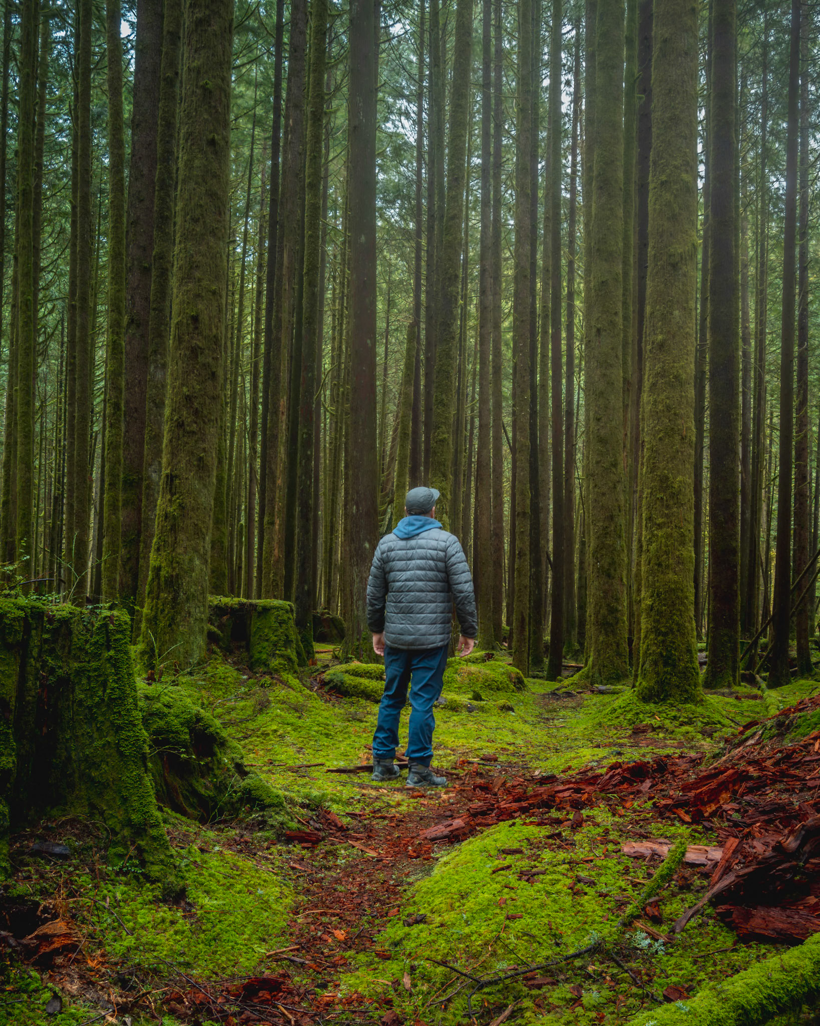 Lost in the Woods