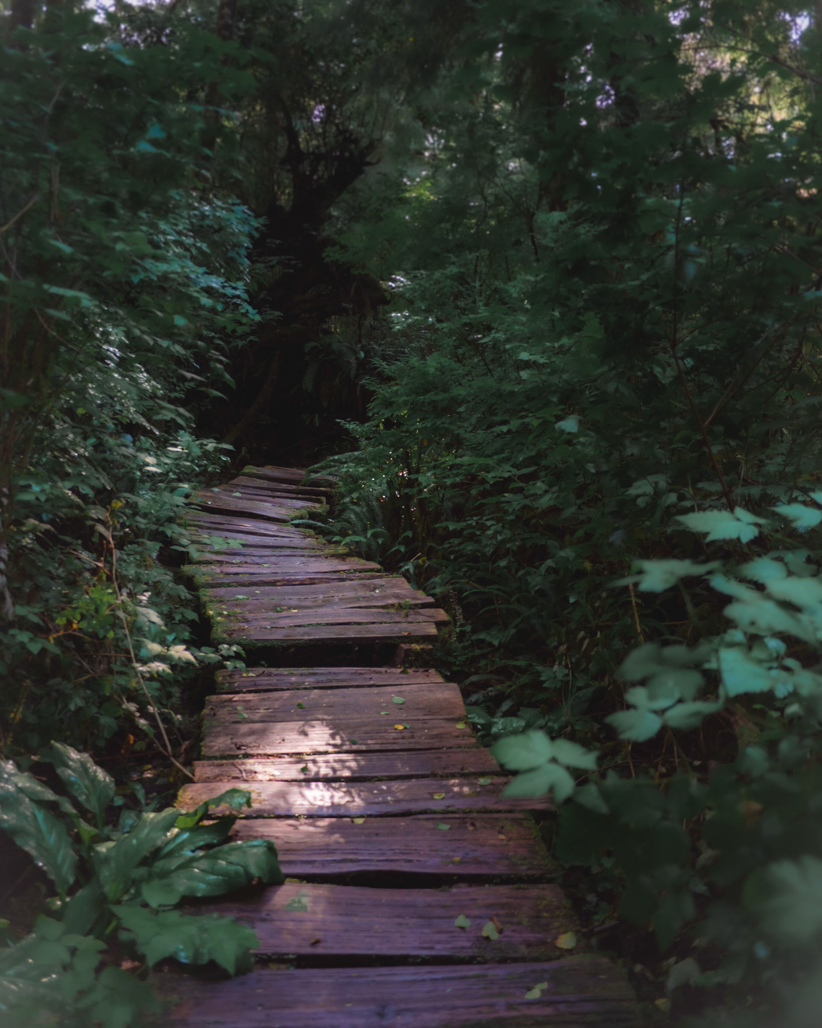 Walk in the Forest