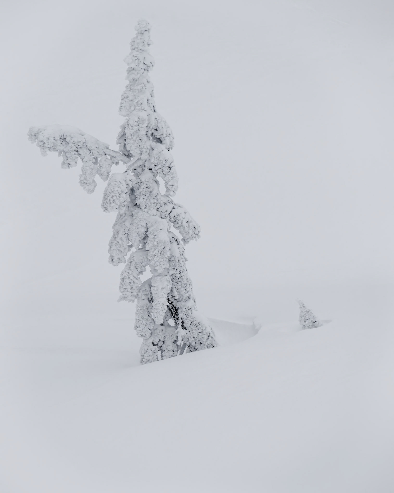 Frozen Trees