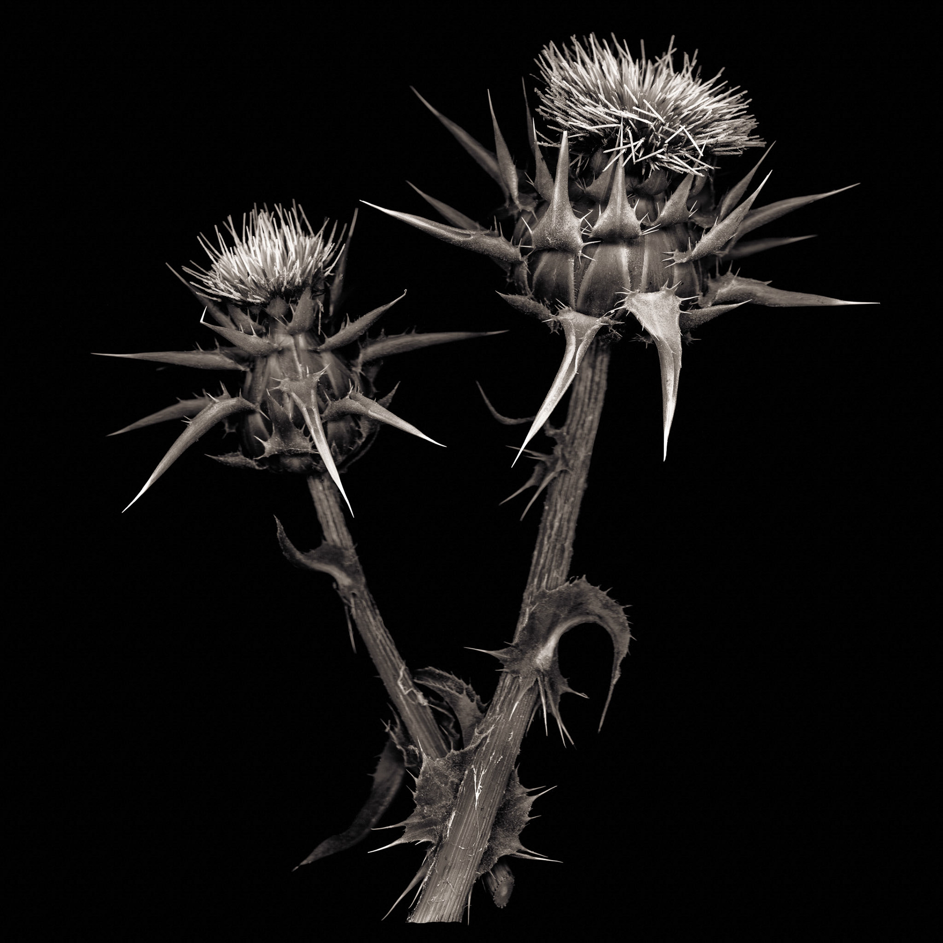 Thistles, 2020
