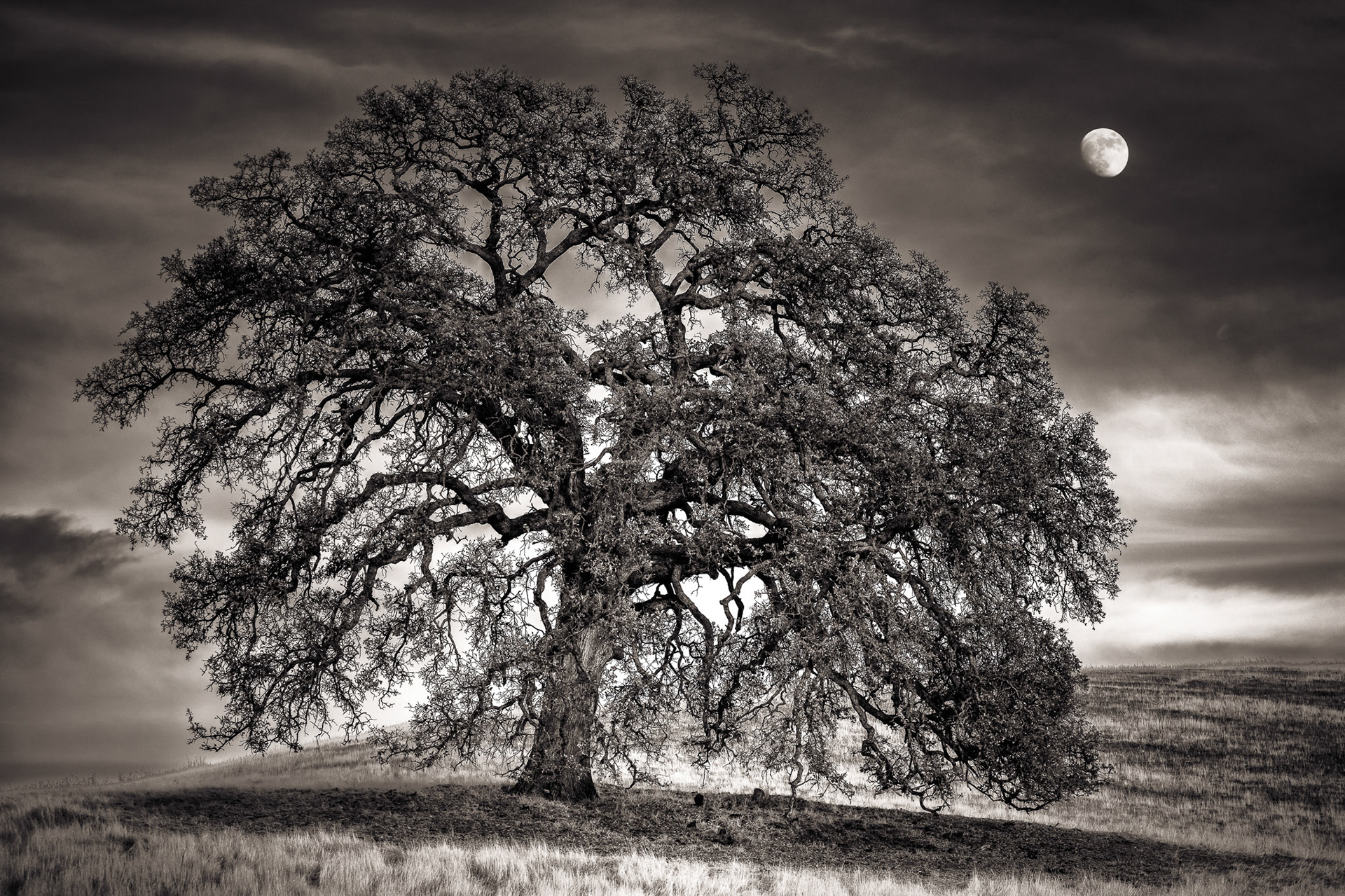 Grandfather Oak and Grandmother Moon