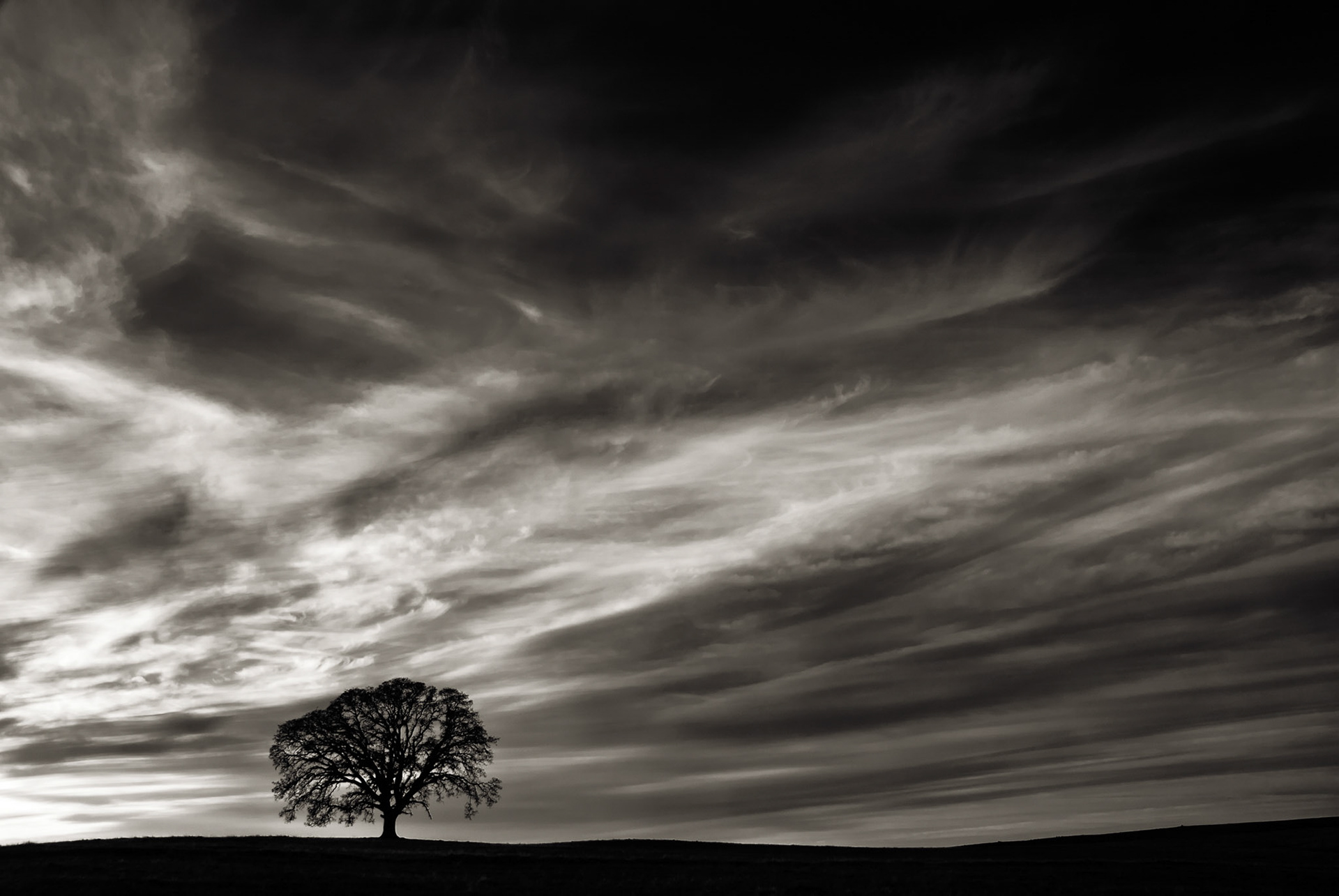 Oak at Dusk