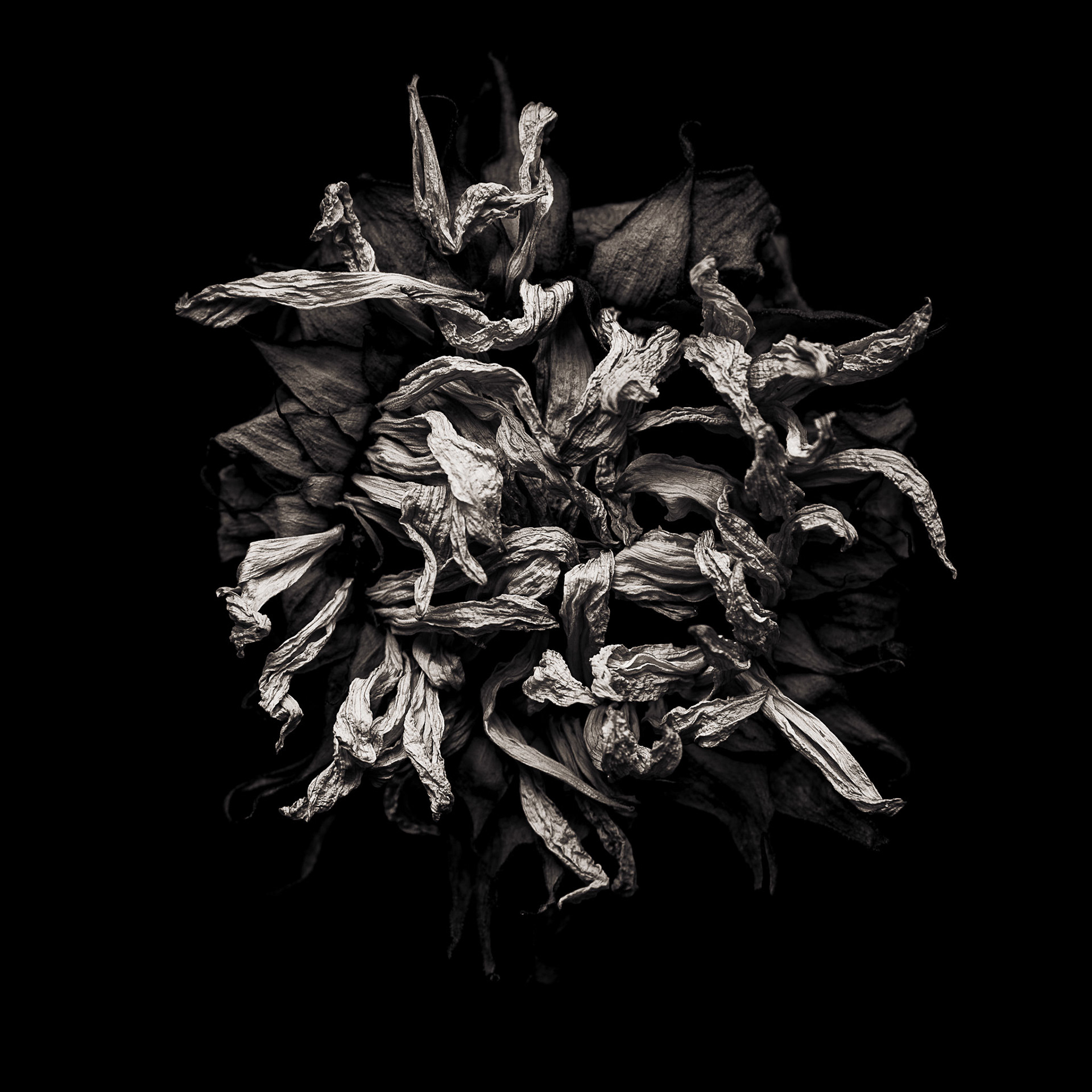 Mature Beauty, 2019