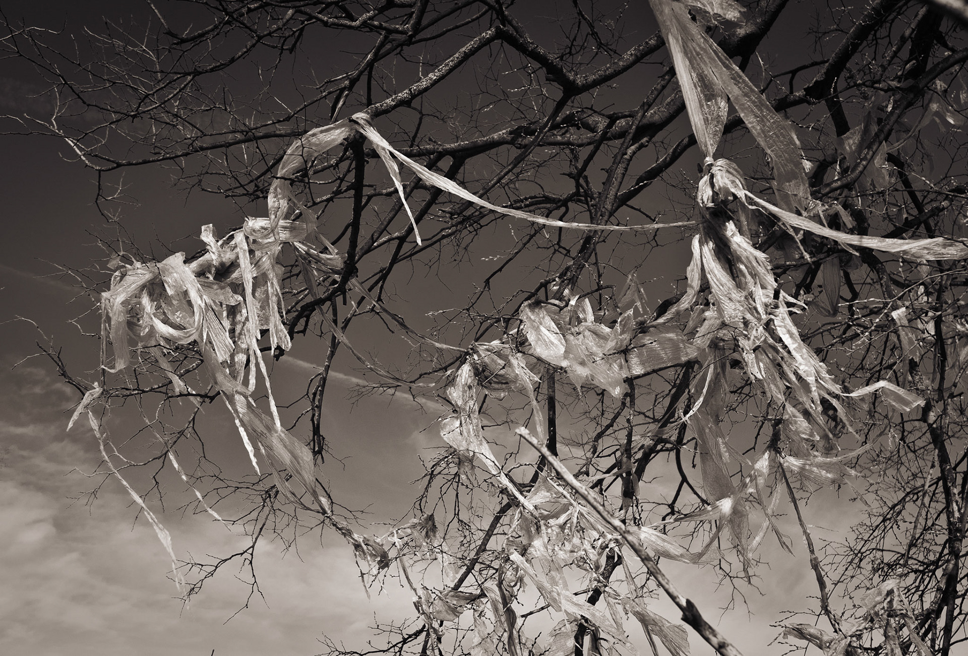 Tattered Remains