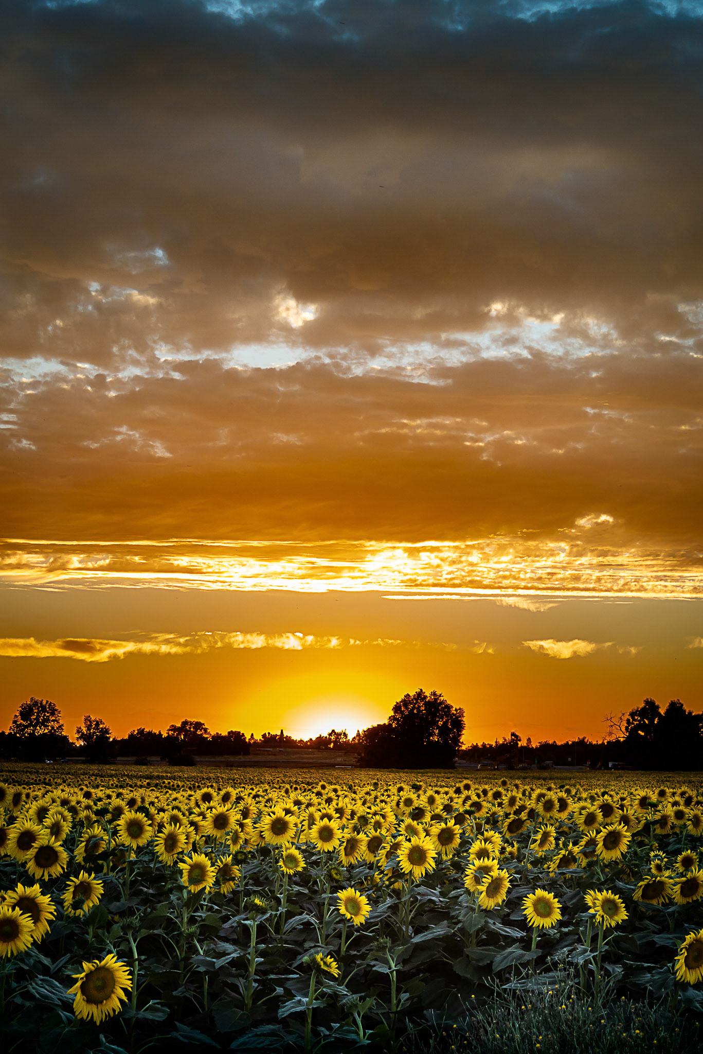 Sunflower Sunset
