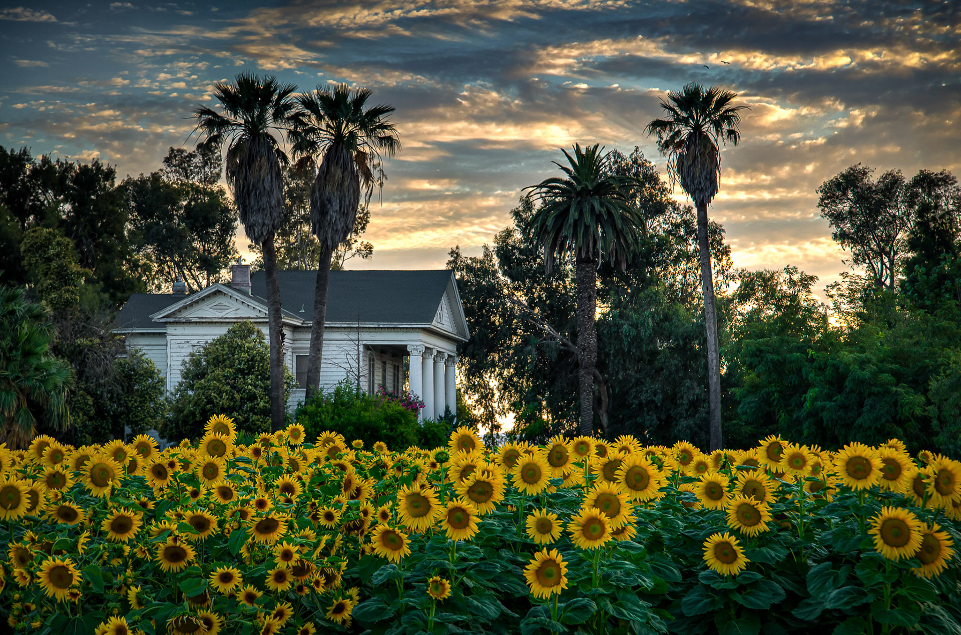 Summer Evening, 2020