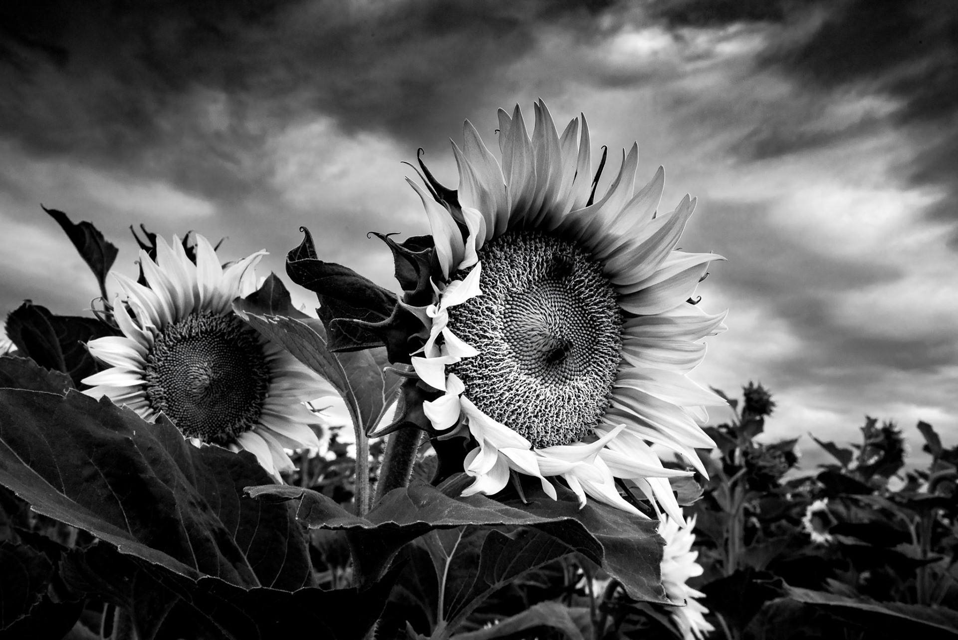 Sunflowers