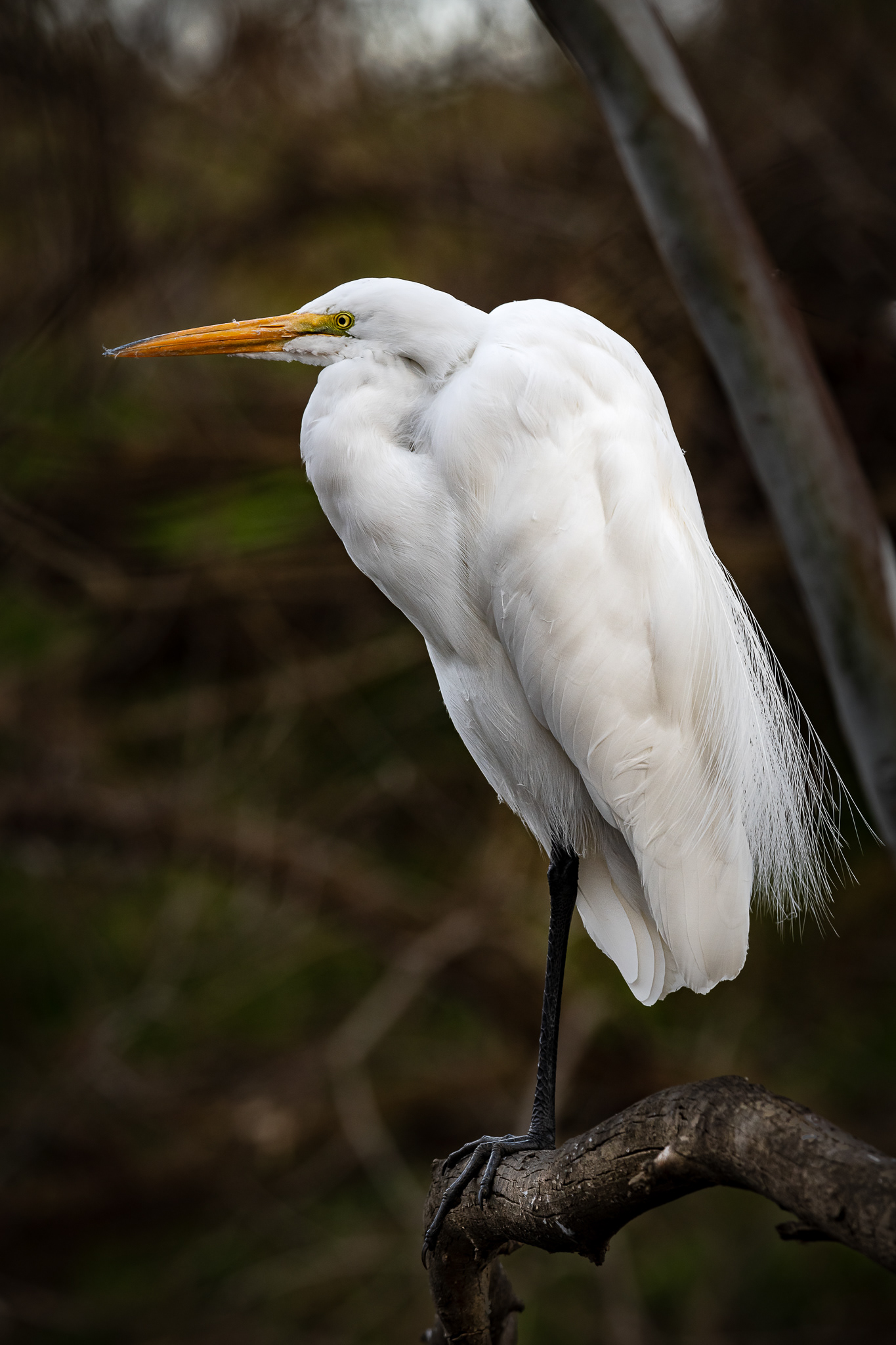 Great Egret, 2021