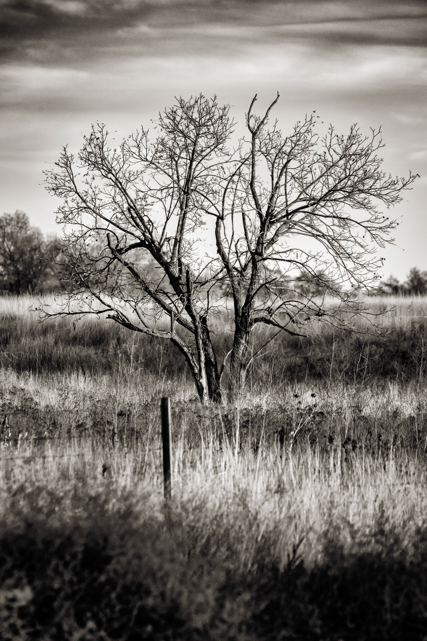 Scraggly Tree, 2020