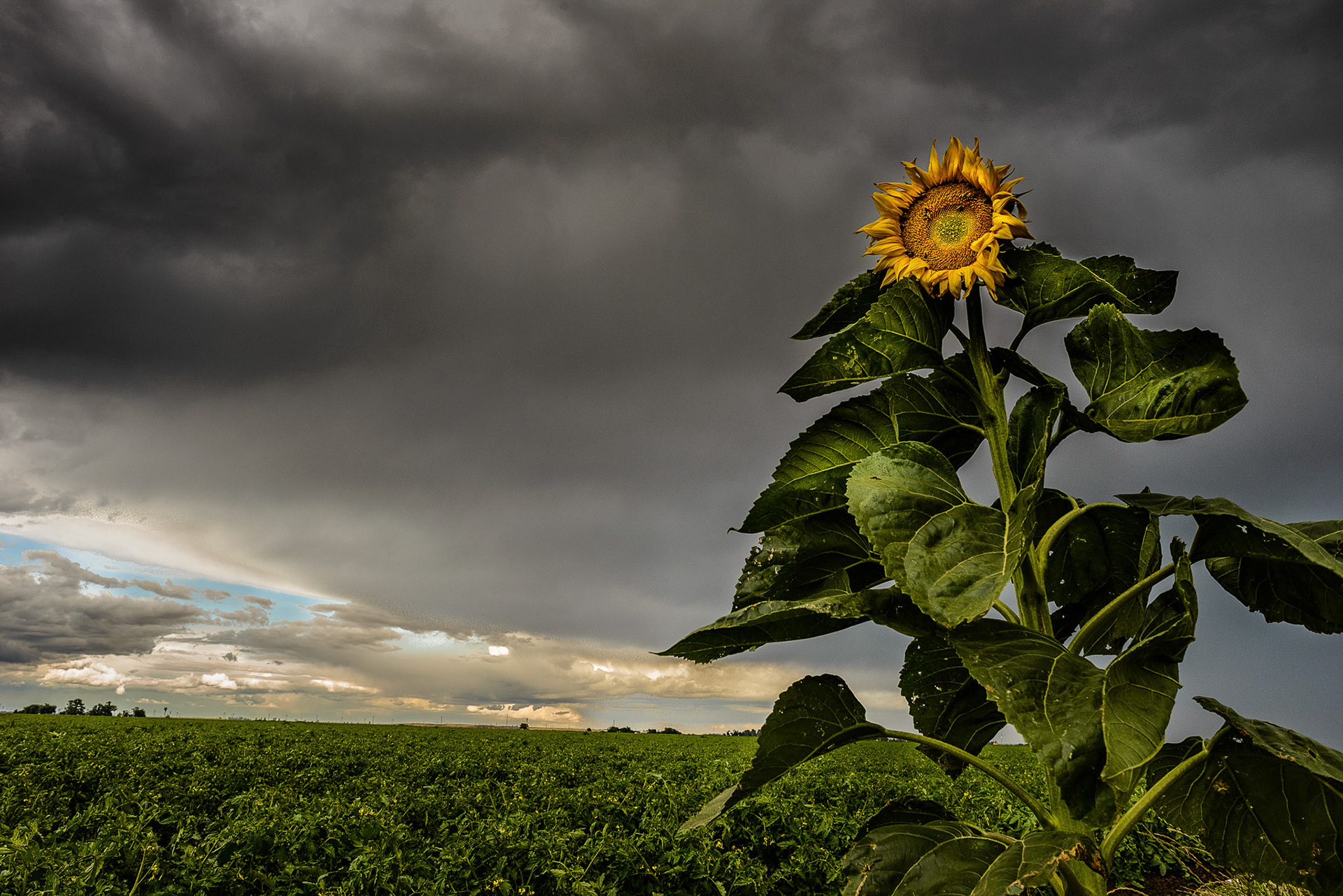 Against the Storm