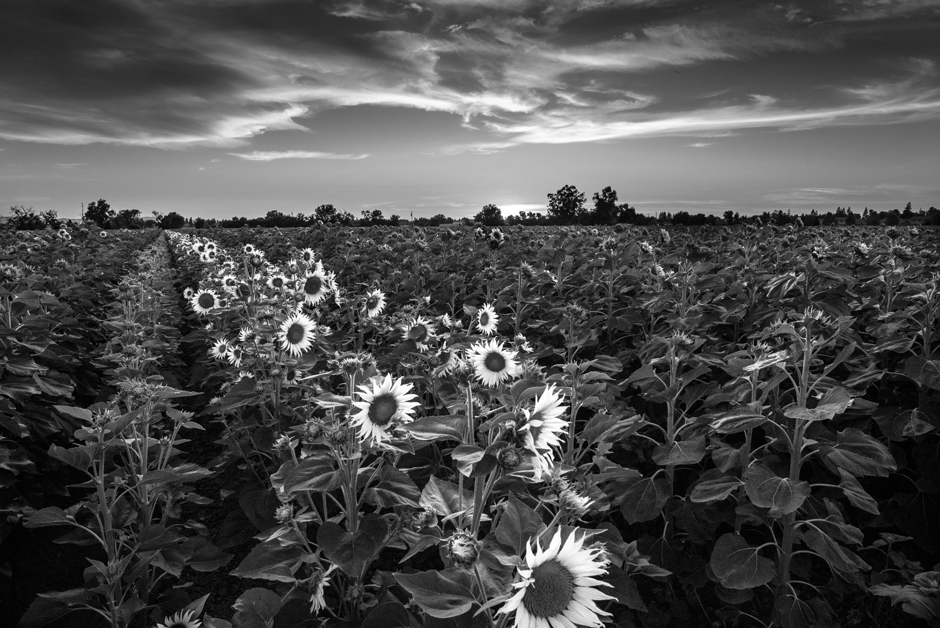 Pretty Maids All in a Row, 2015