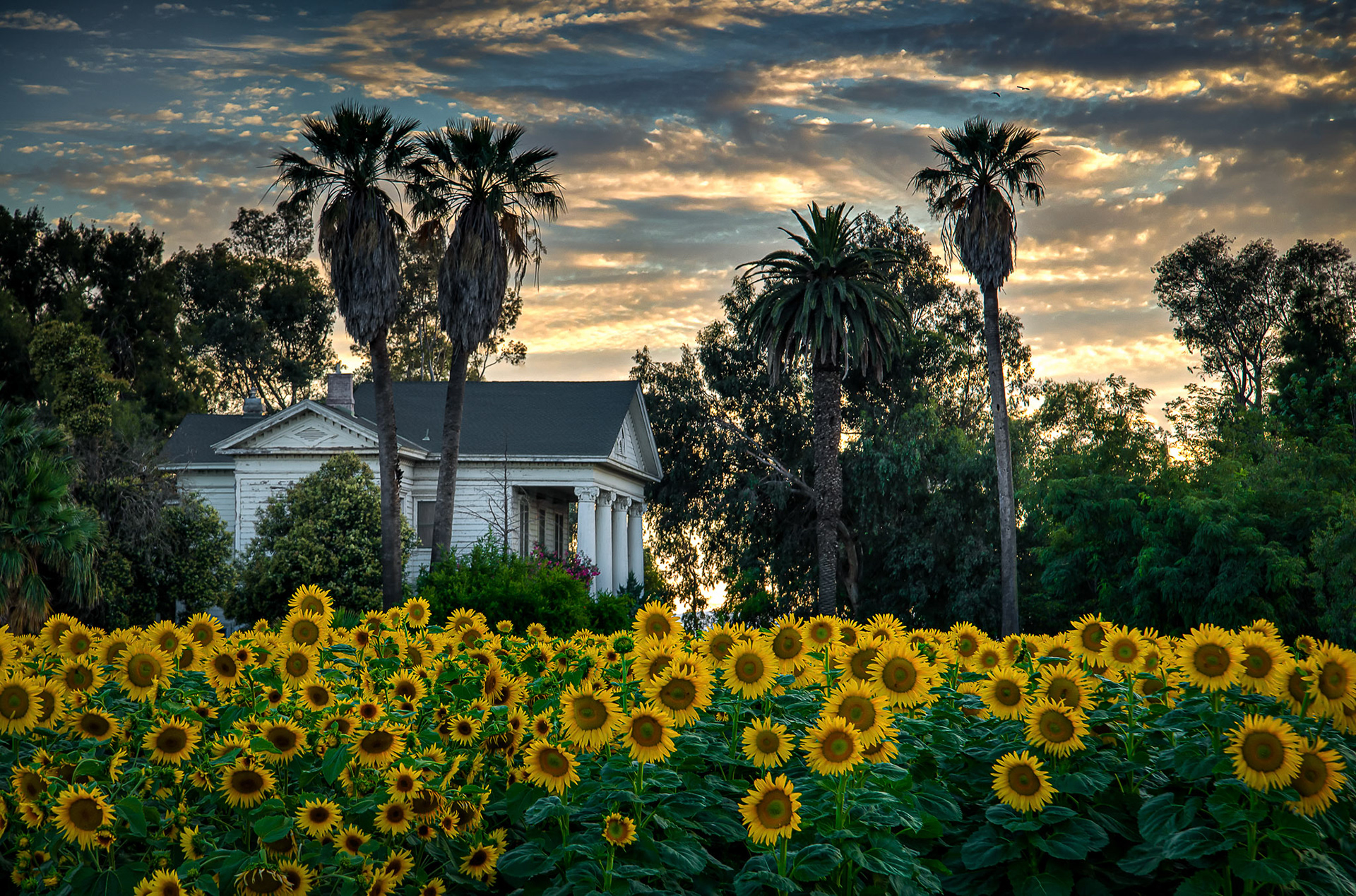 Summer Evening