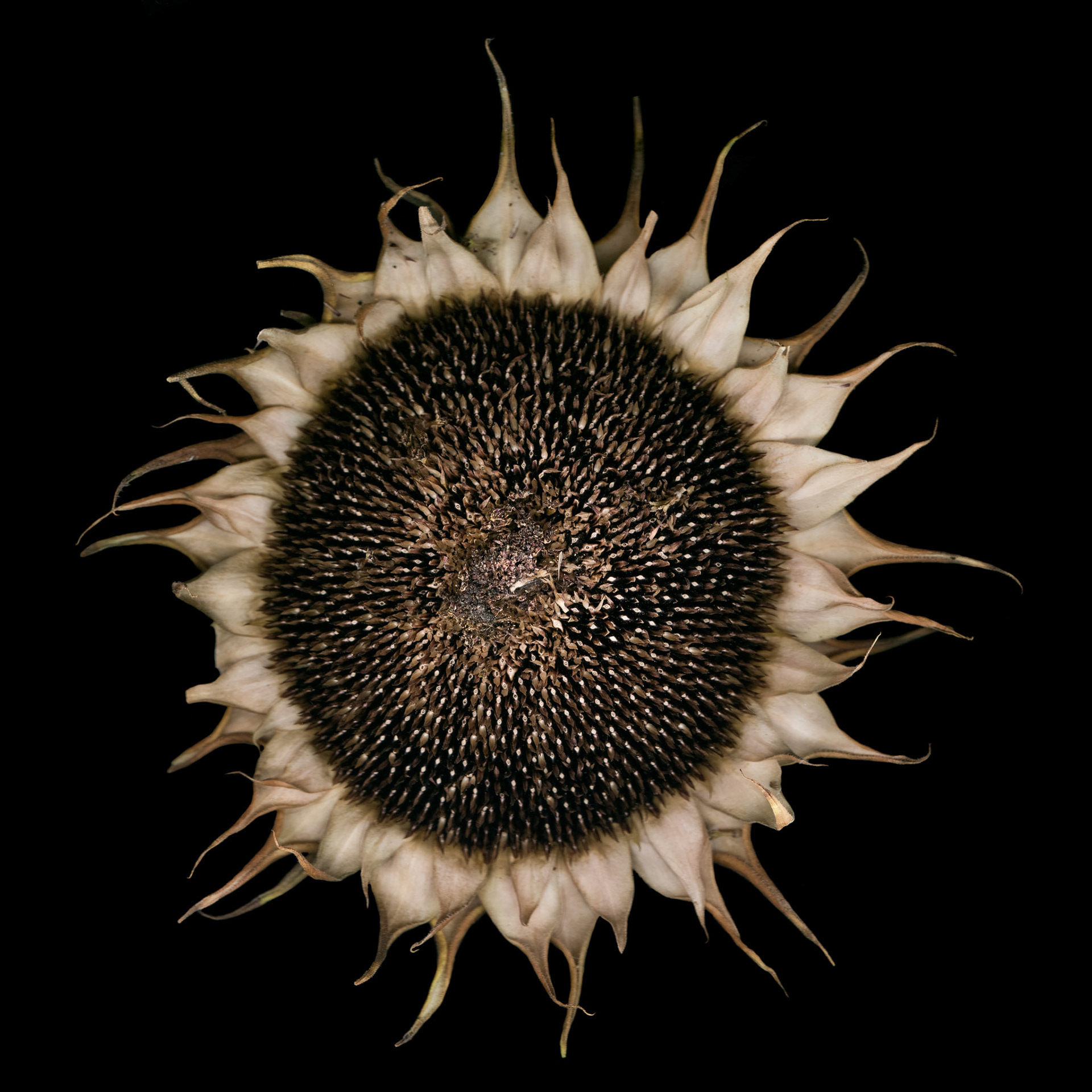 Going to Seed, 2020
